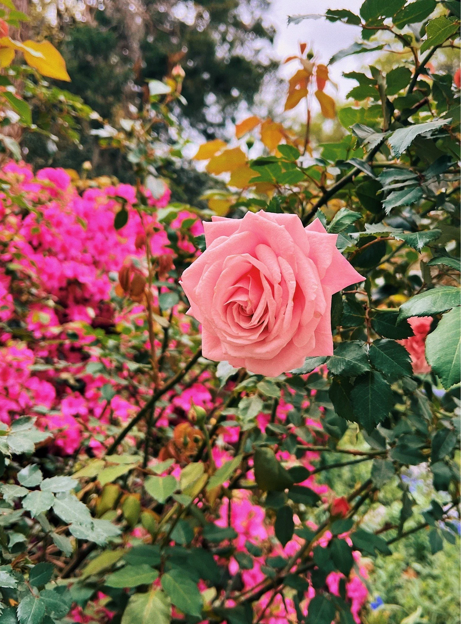 A blooming Azalea at the Magnolia Plantation in Charleston, South Carolina