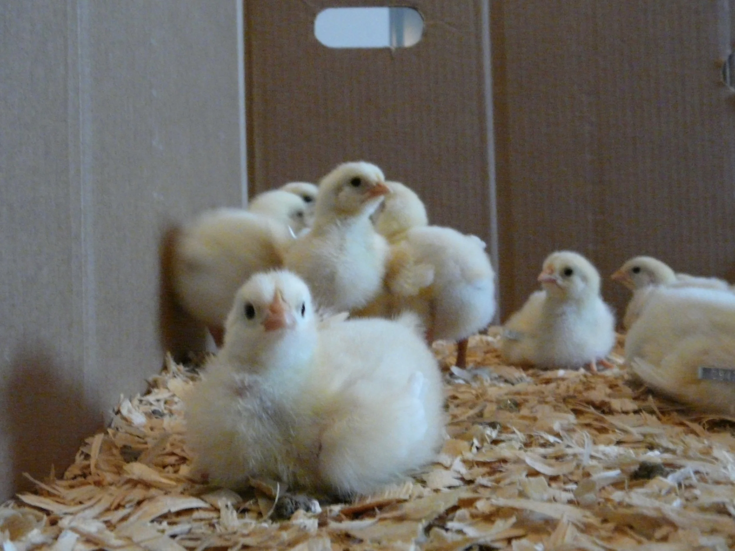 Seven broiler chicks sit in a box.