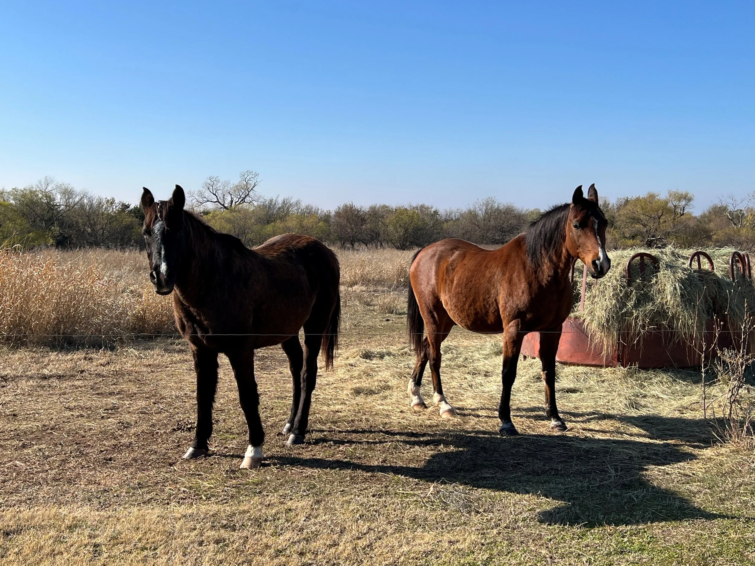 Cossi & Amadeus stand in their pasture