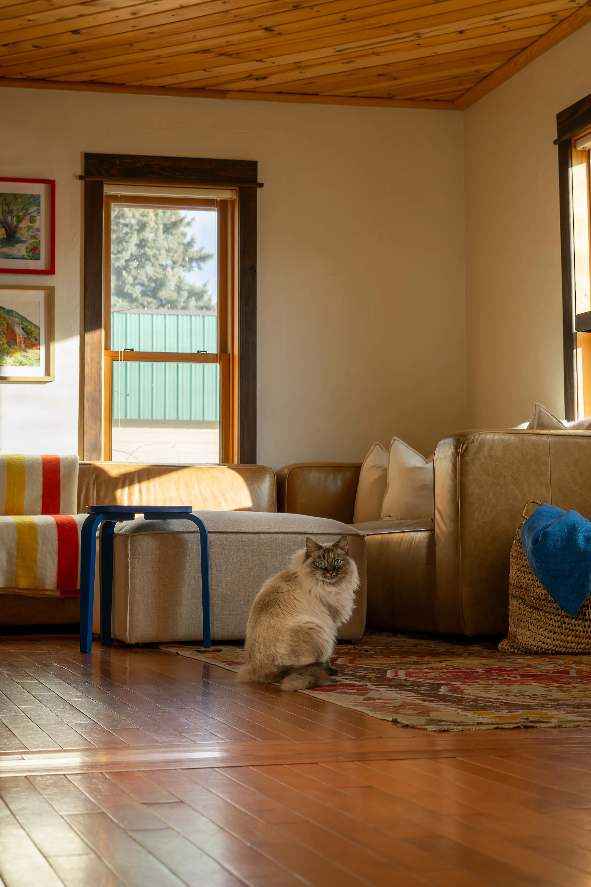 A living room with wooden floors and ceiling, a cat sitting on the floor, and a beige sofa with white pillows near a window with wood trim. Bozeman interior design, interior renovation, and interior styling. 