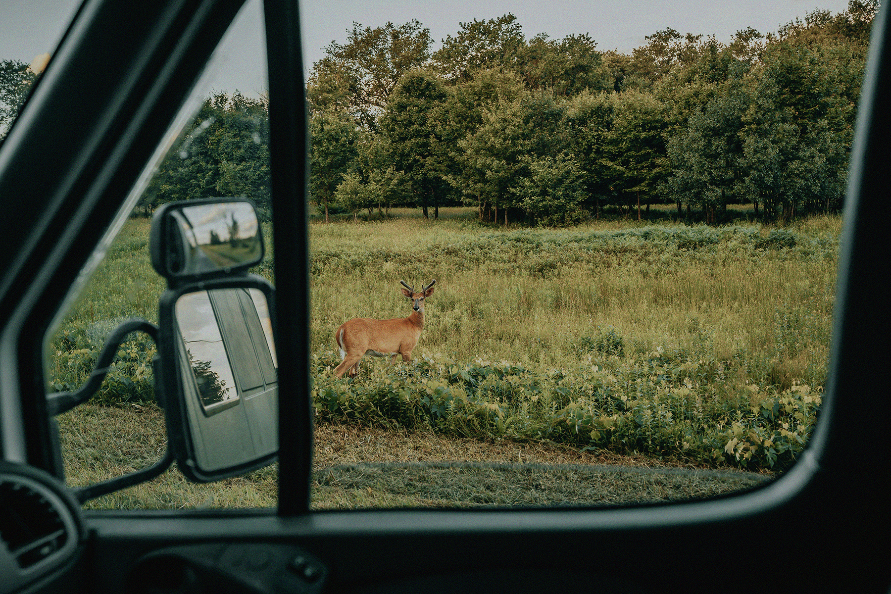A deer standing in a grassy field viewed through the window of a vehicle