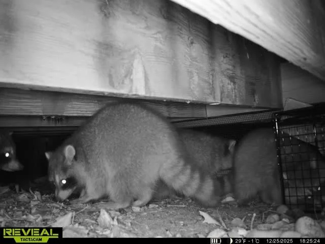 Raccoons under a wooden deck near a live catch cage trap.