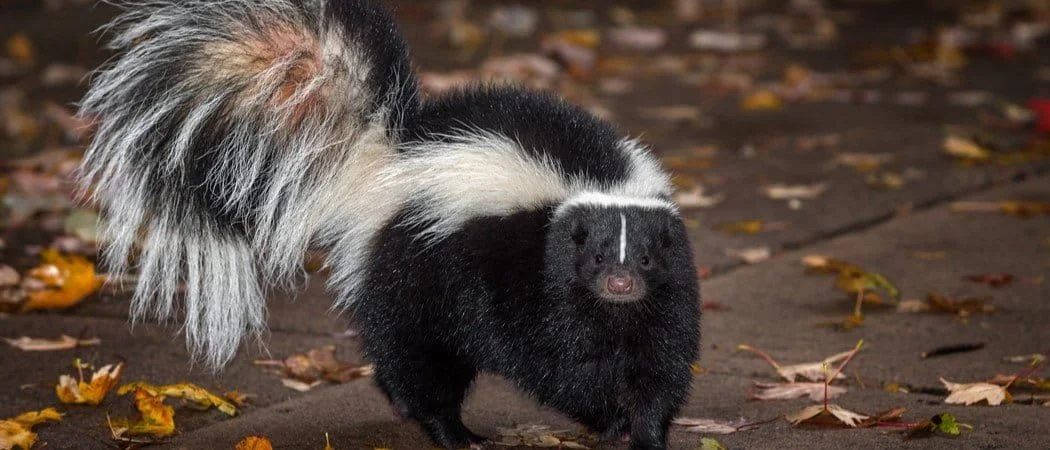 Skunks