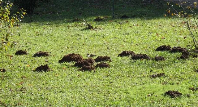 Mole hills indicating the presence of moles.