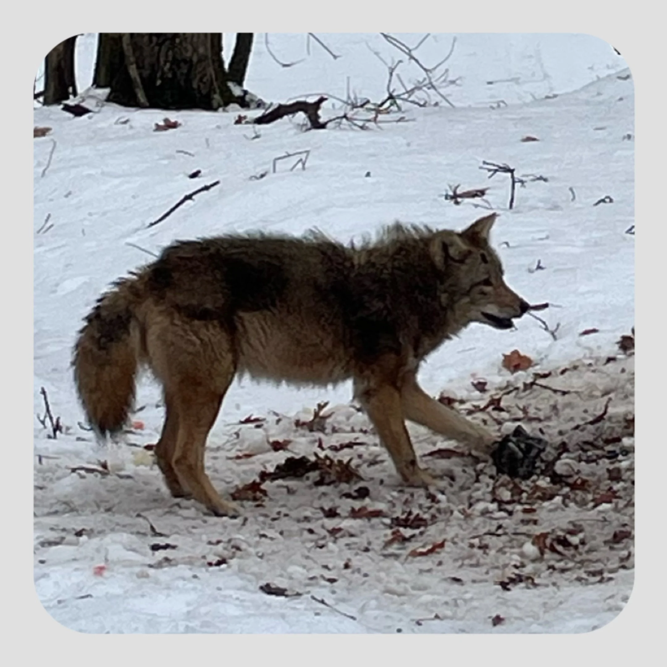 Coyote - Predator control job where livestock predation was occurring.