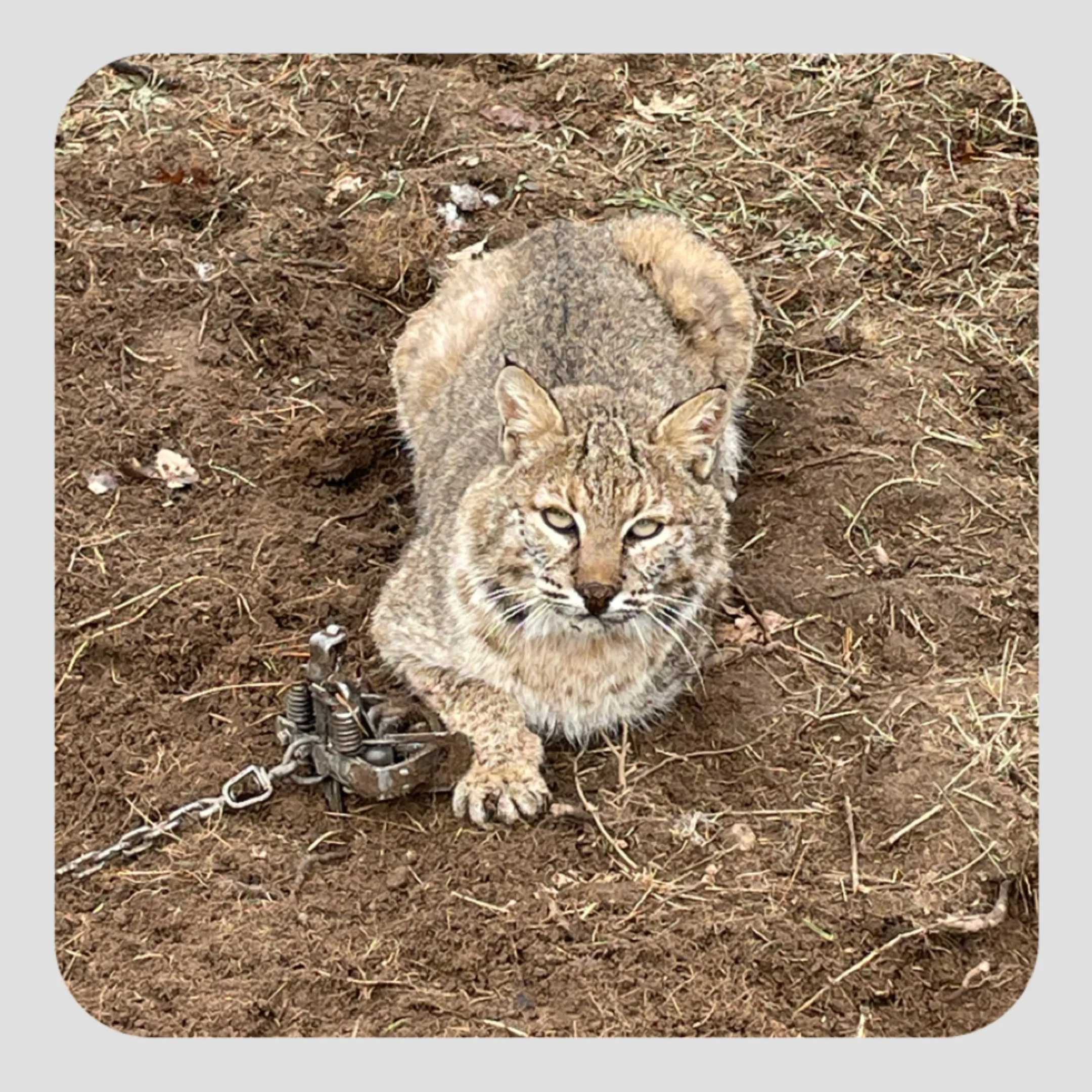 Bobcat - Predator control job where domestic fowl was occurring.