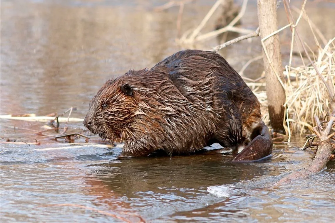 Nuisance beaver cause property damage in the form of tree damage and flooding of a property owners land and roads.
