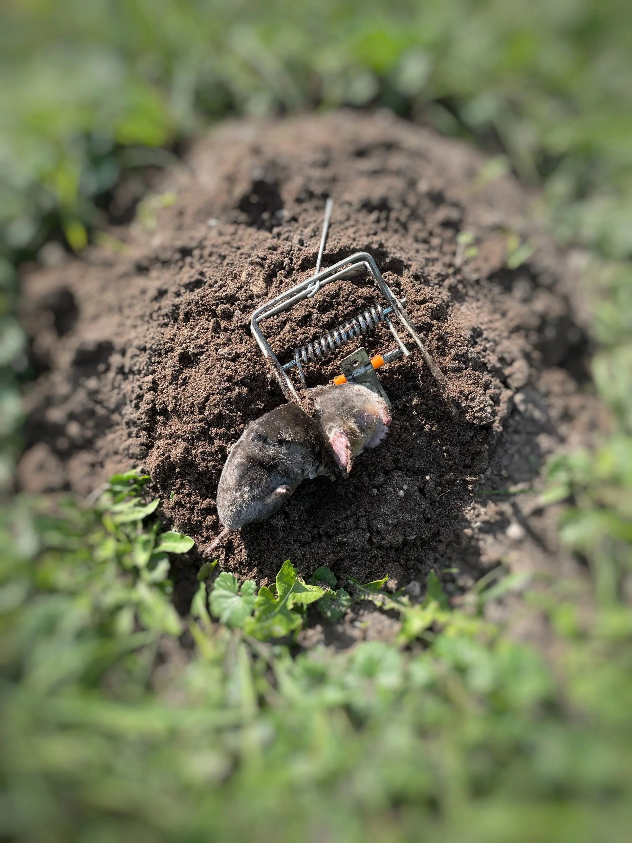 Mole removed by trapping using a Mole Reaper trap.