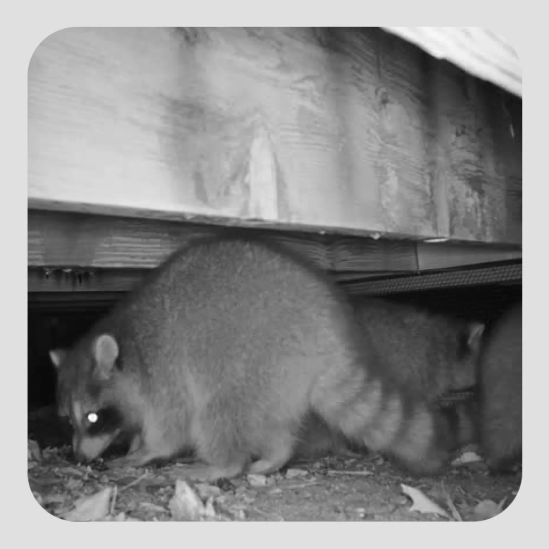 A nighttime photo of a group of four raccoons that were inhabiting a den under a homeowners deck.