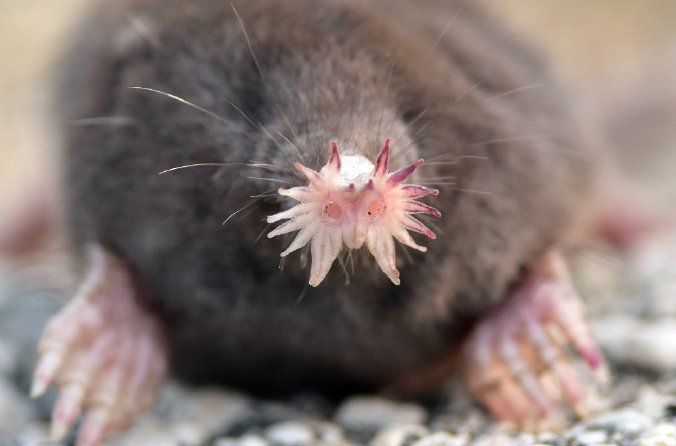 Star-Nosed Mole (Condylura Cristata)