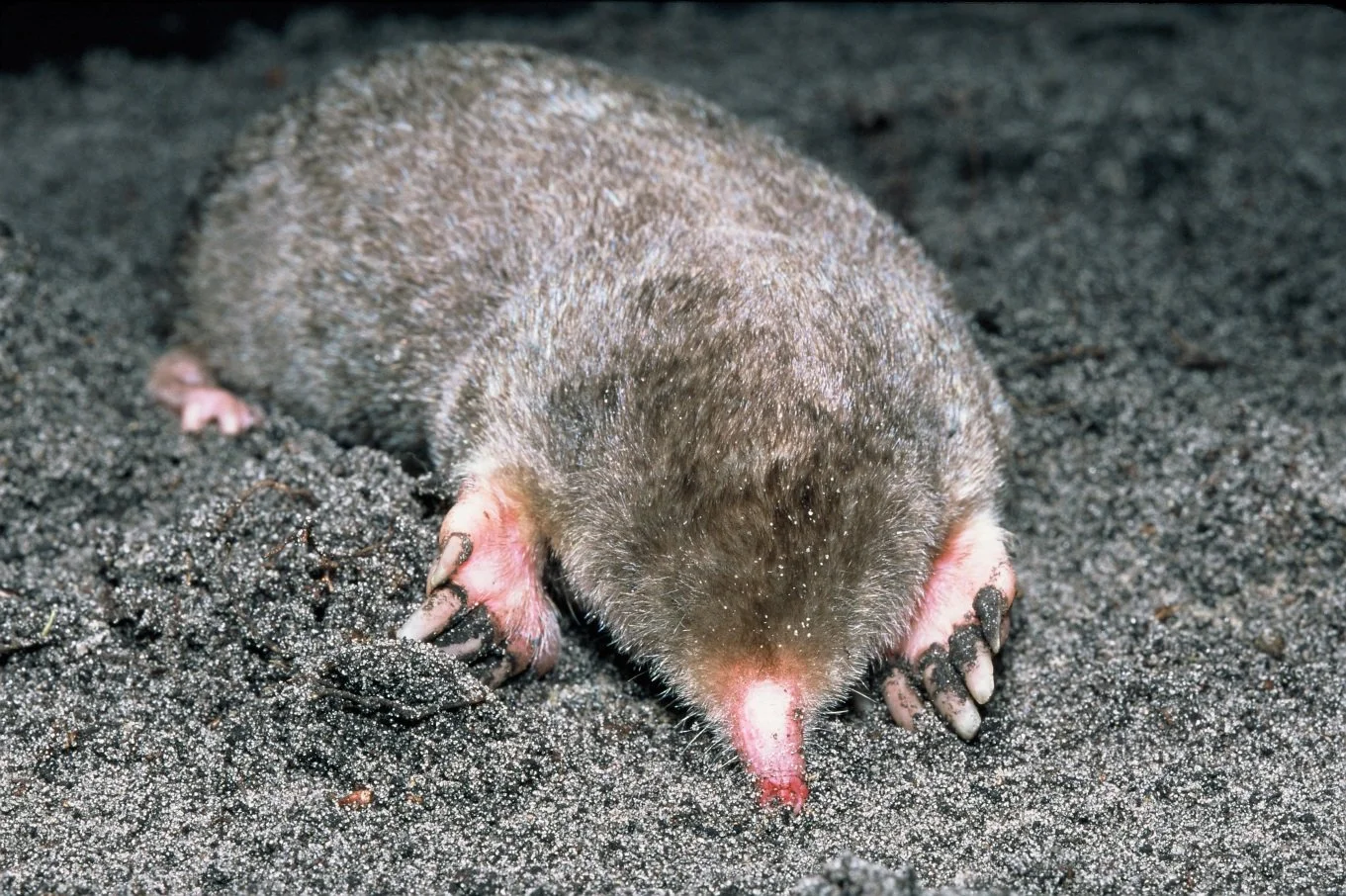 Eastern Mole (Scalopus Aquaticus)