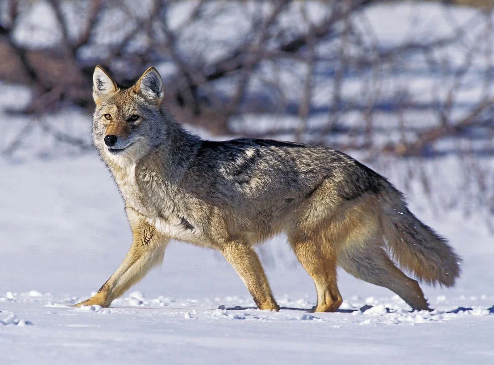 Nuisance coyotes cause predation damage to livestock and family pets.