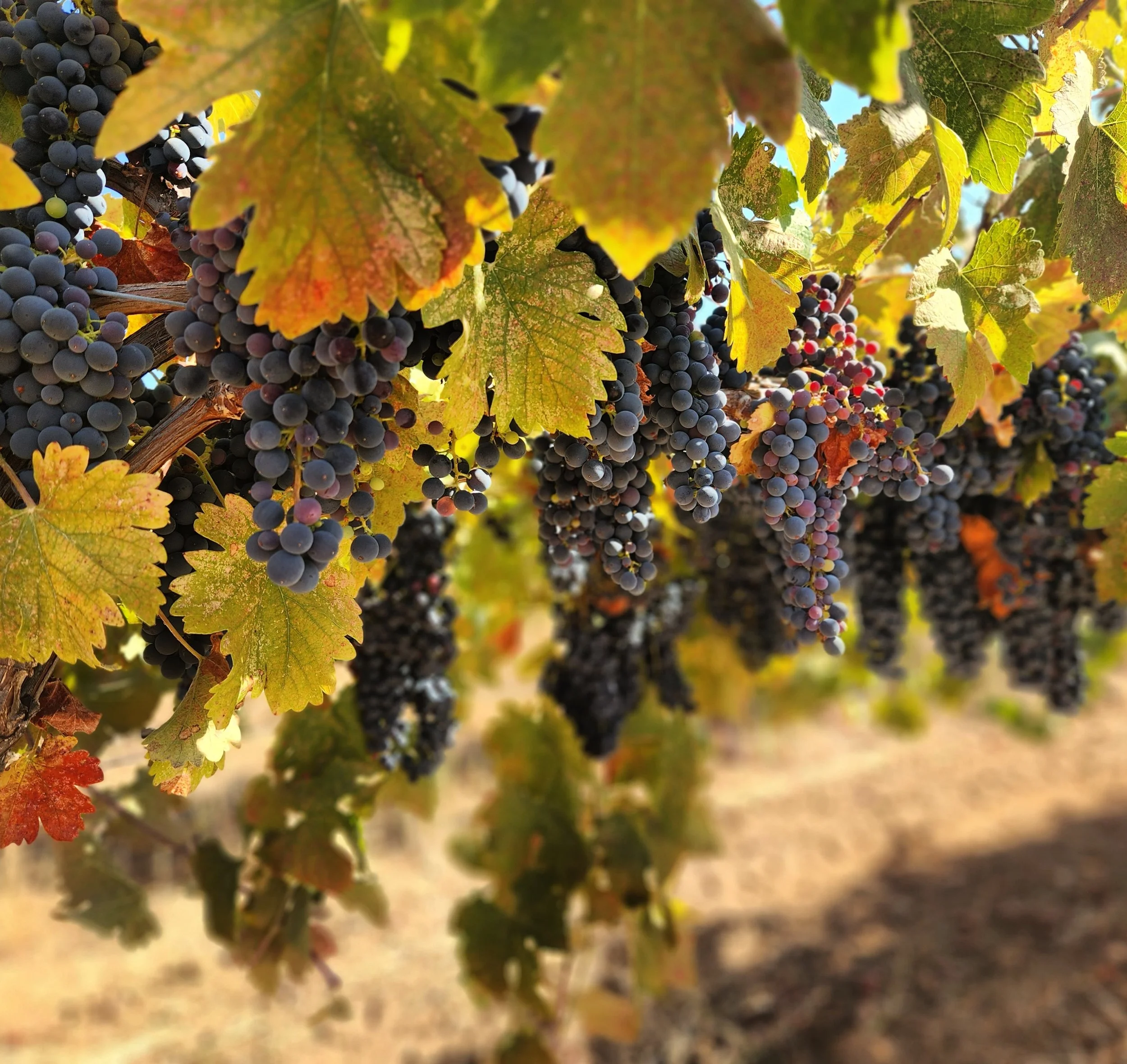 Dobra Zemlja Winery at the Big Crush Harvest Dinner
