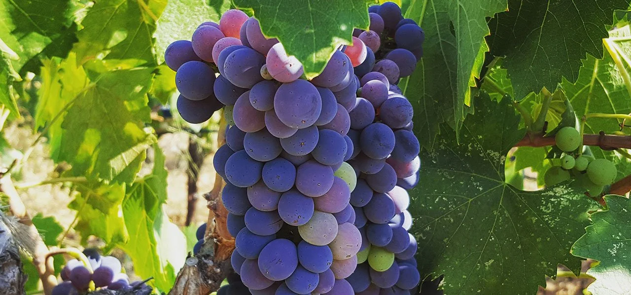 Bunch of grapes hanging on vine surrounded by green leaves.