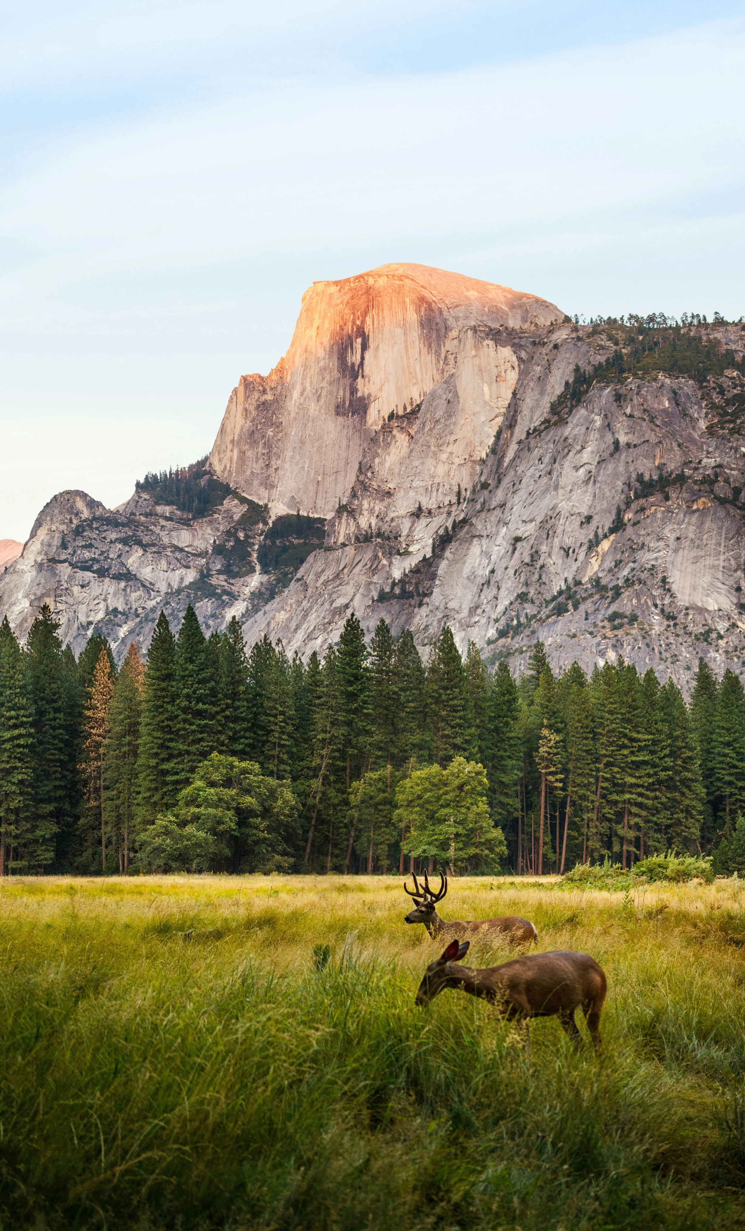 Deer grazing in a grassy field with a dense forest and rocky mountain in the background during sunset.