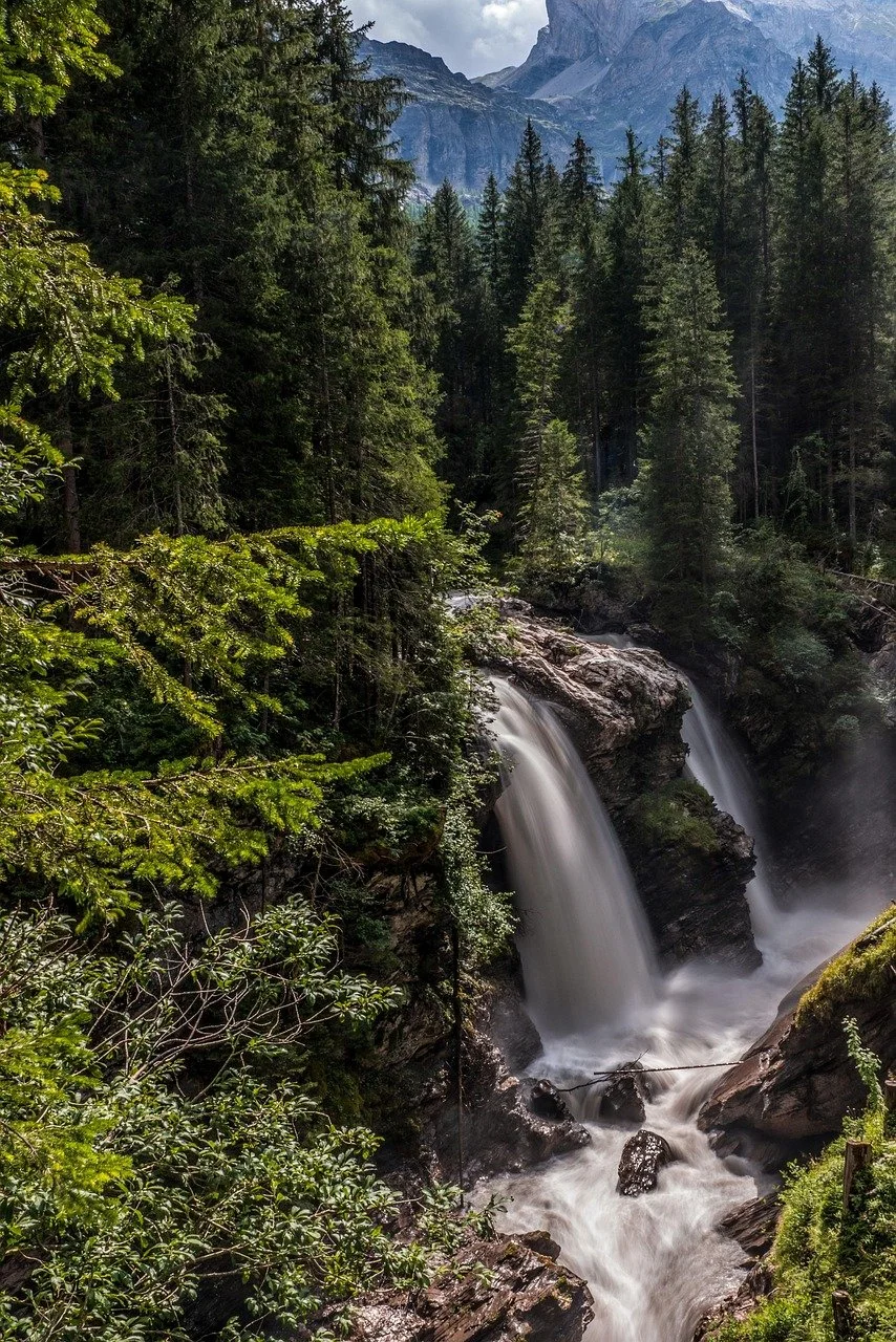 A scenic view of a dense forest with tall evergreen trees, a waterfall cascading over rocks, and mountains in the background.