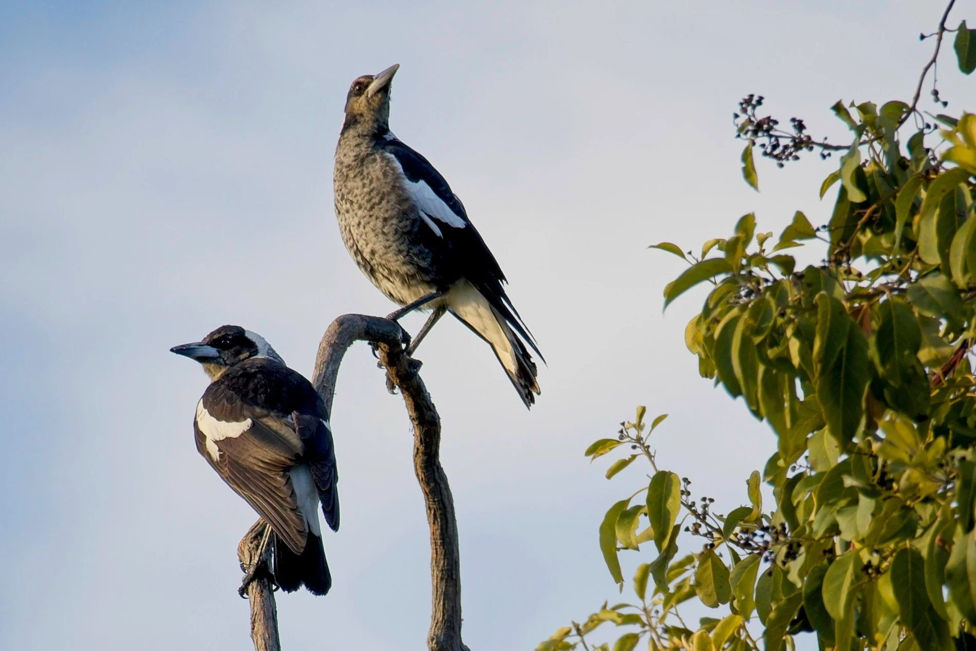 20260602_Wynnum_The Birds 003.orf.jpg