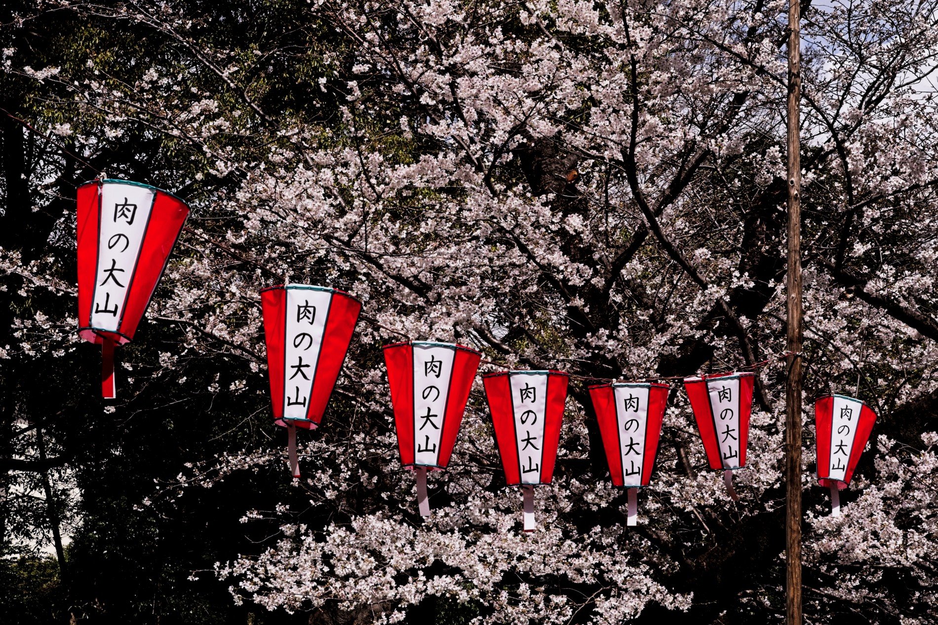 20260328_Japan_Cherry Blossoms 012.jpg