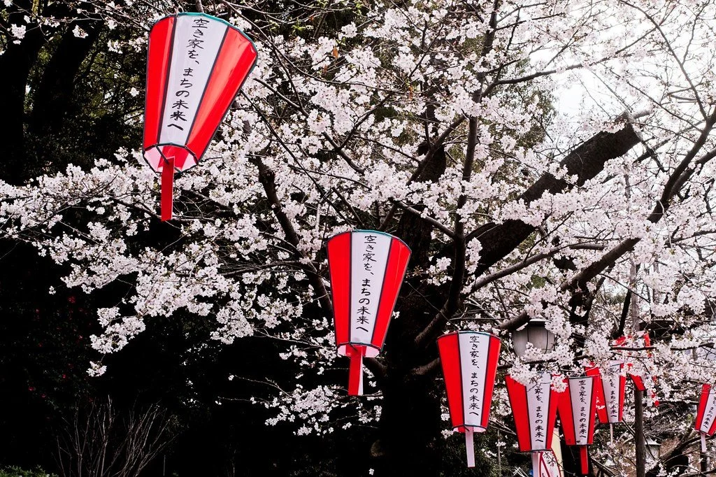 Cherry Blossom Festival