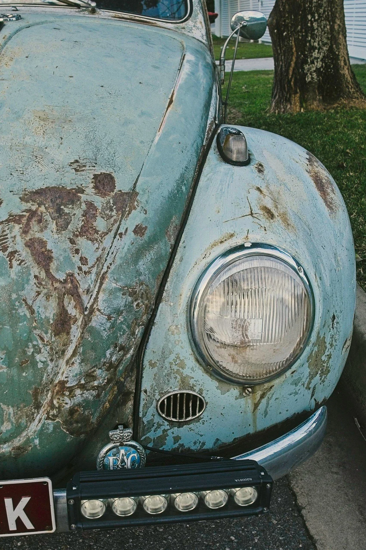 20260802_Lota_Beetle 21.jpg