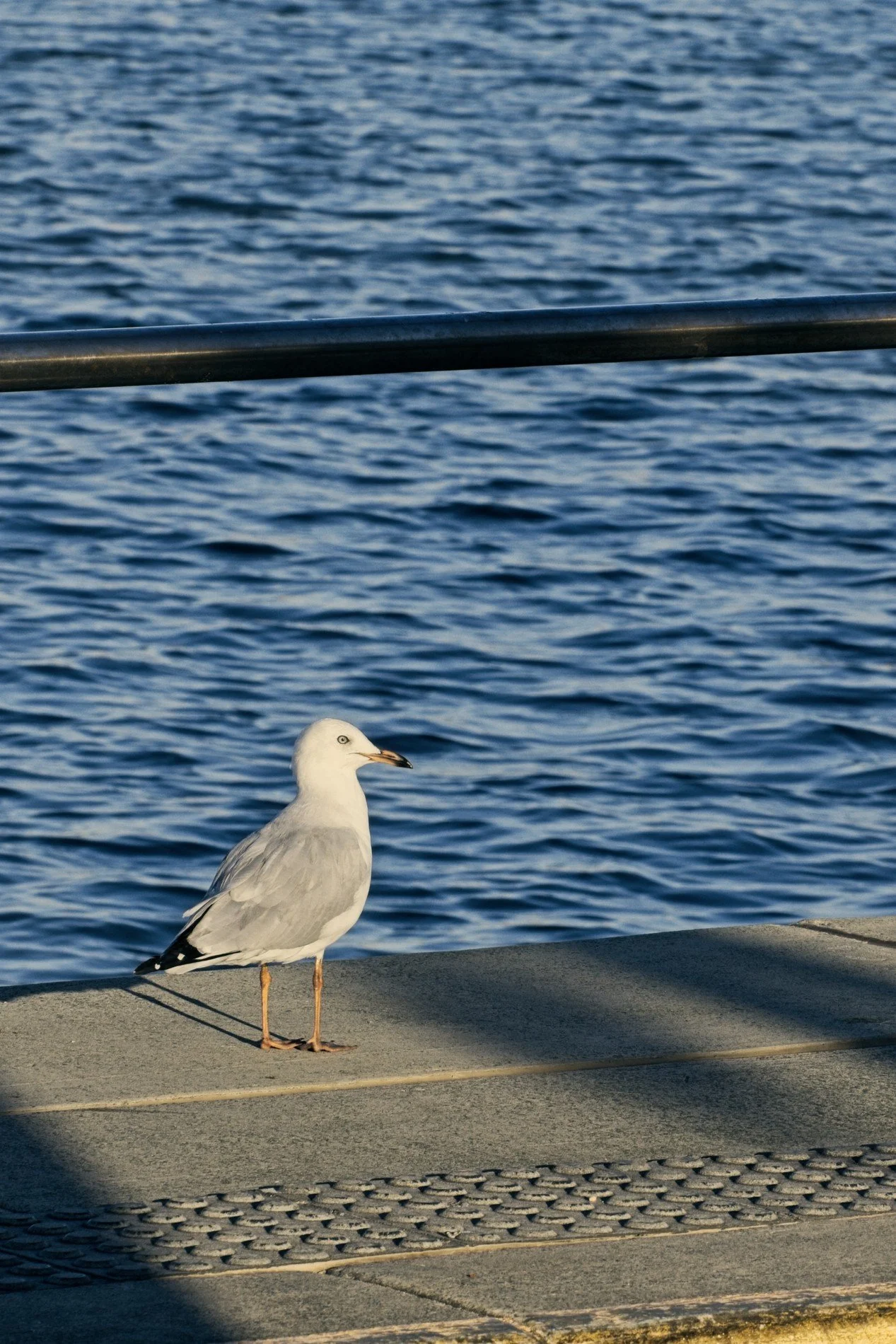 20260101_Wynnum_Lone Gull 002.jpg