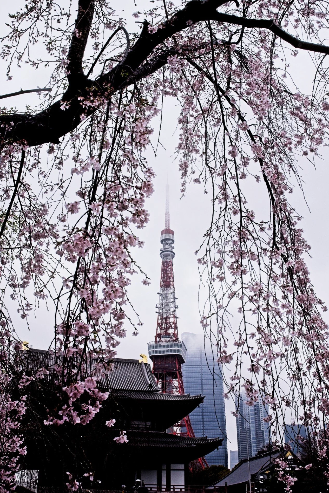 20260328_Japan_Cherry Blossoms 005.jpg