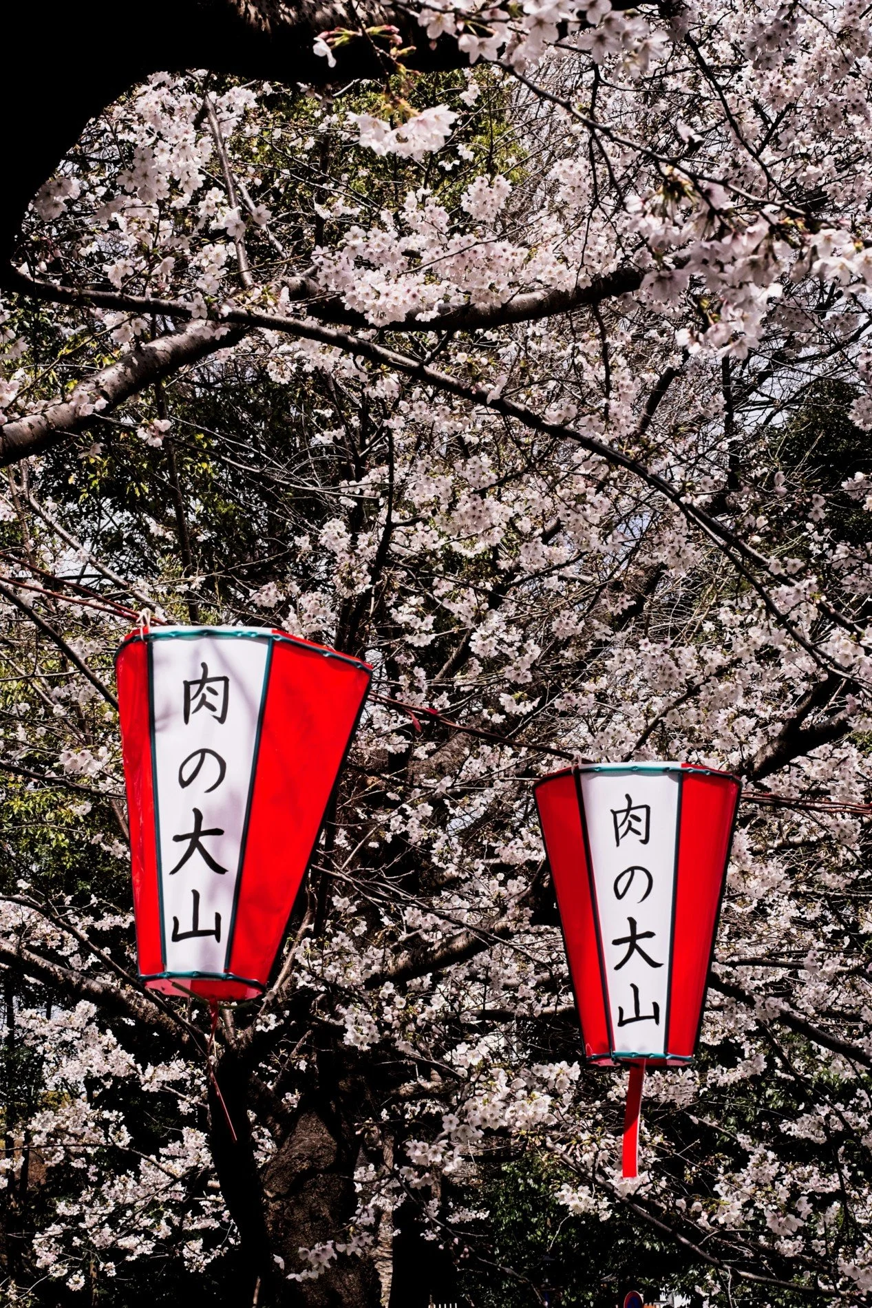20260328_Japan_Cherry Blossoms 016.jpg