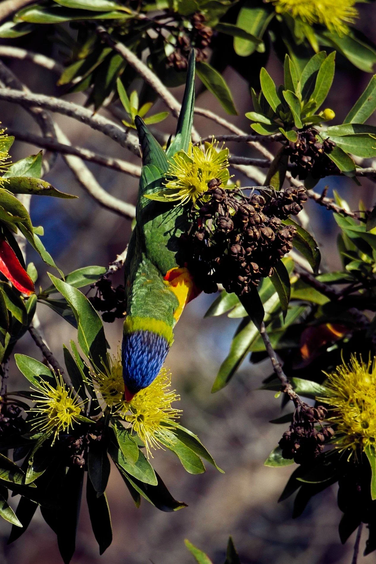 20260426_Hemmant_Lorikeet 003.jpg