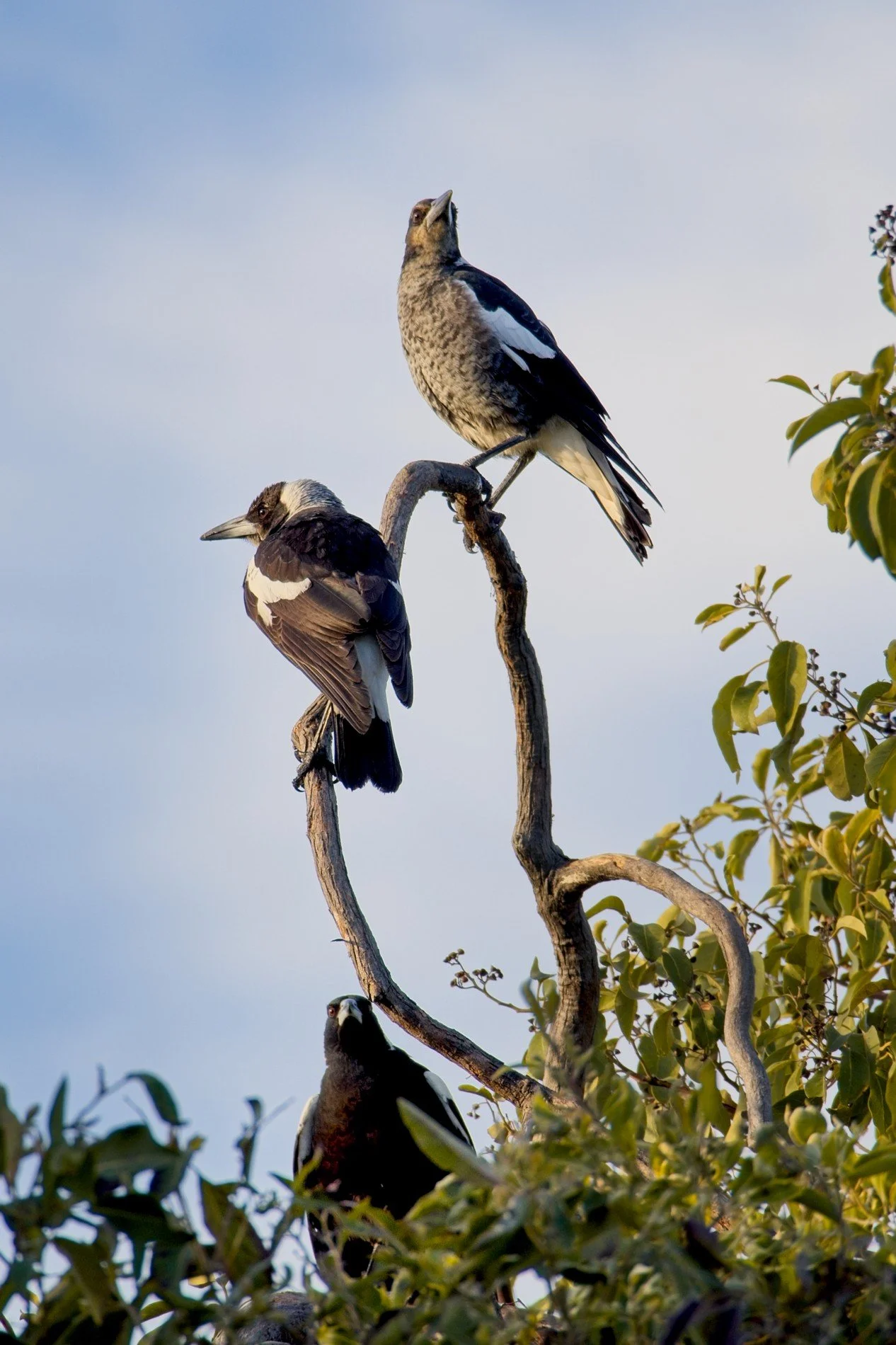 20260602_Wynnum_The Birds 001.jpg