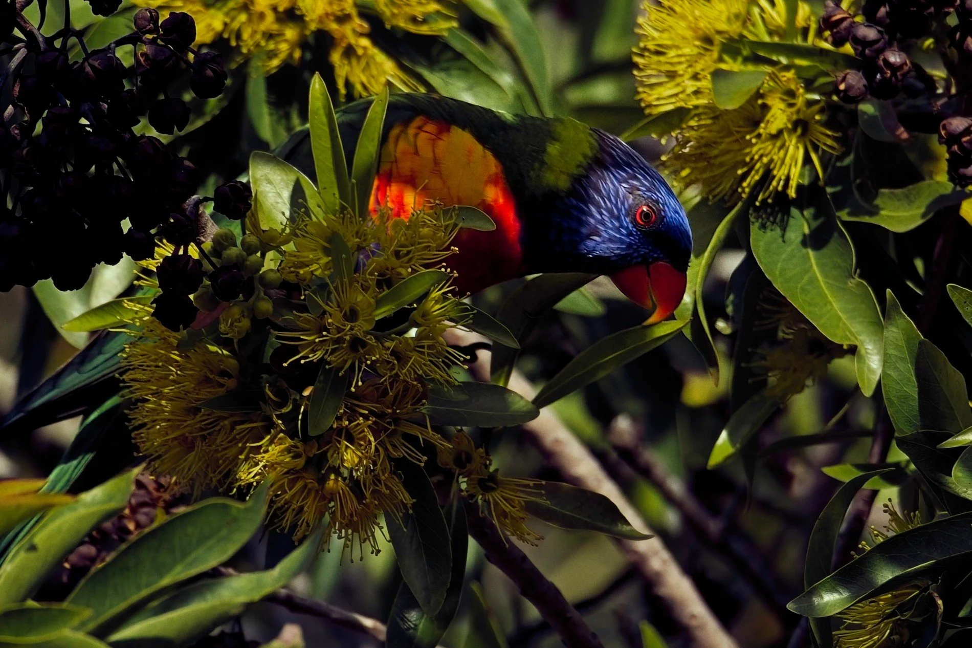 20260426_Hemmant_Lorikeet 002.jpg