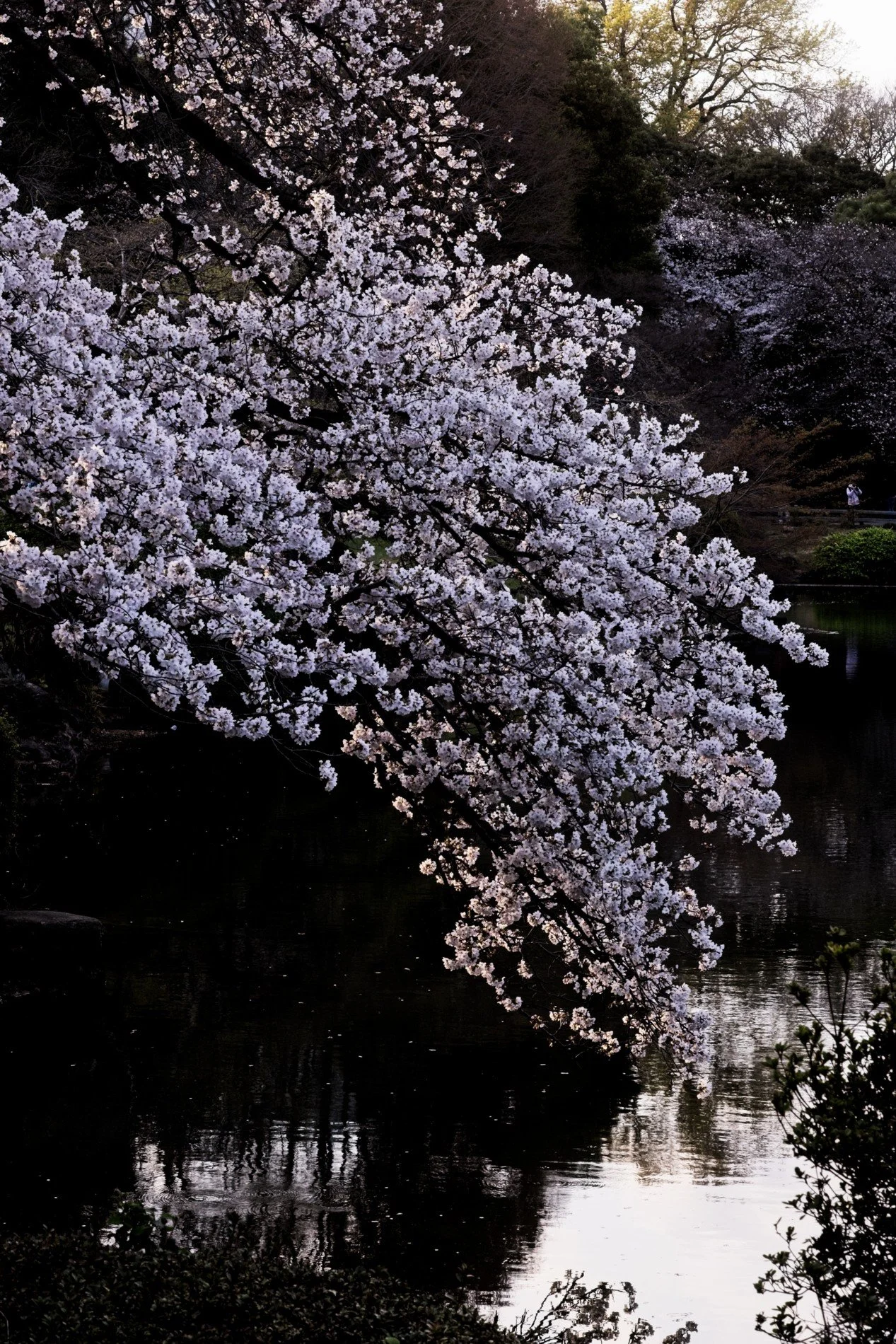 20260328_Japan_Cherry Blossoms 024.jpg