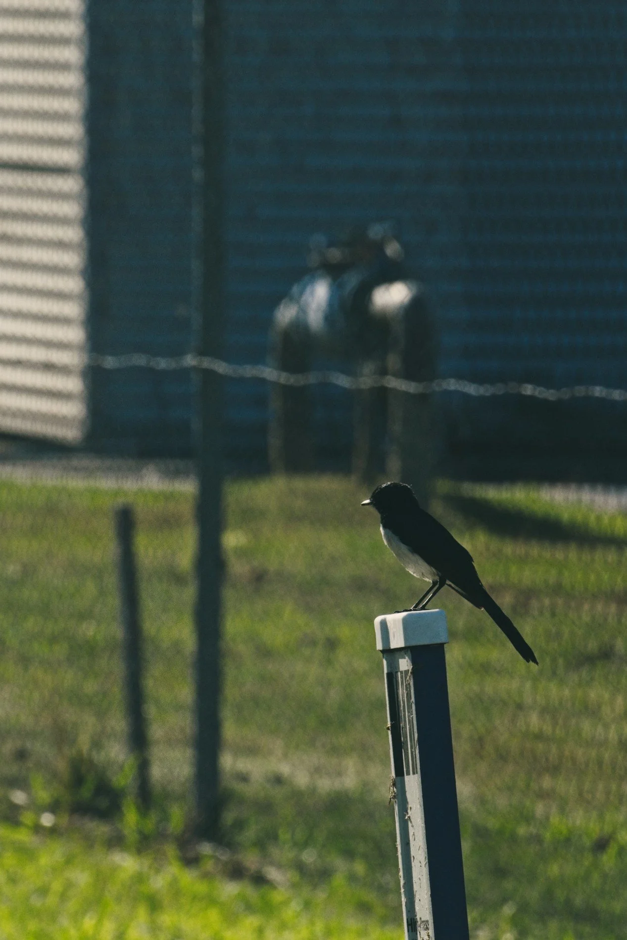 20260809_Gibson_Wildlife 02.jpg