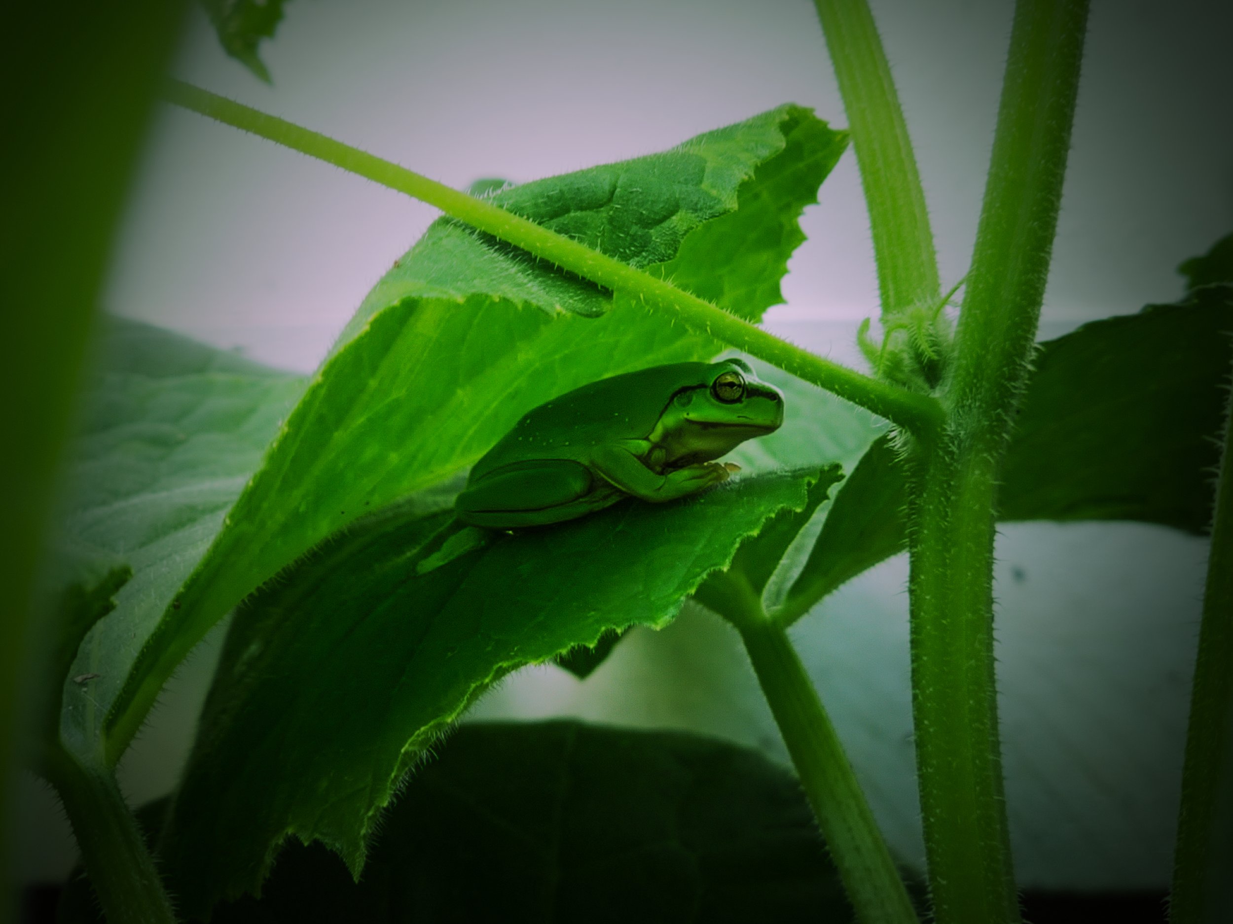 tree frog2.jpg