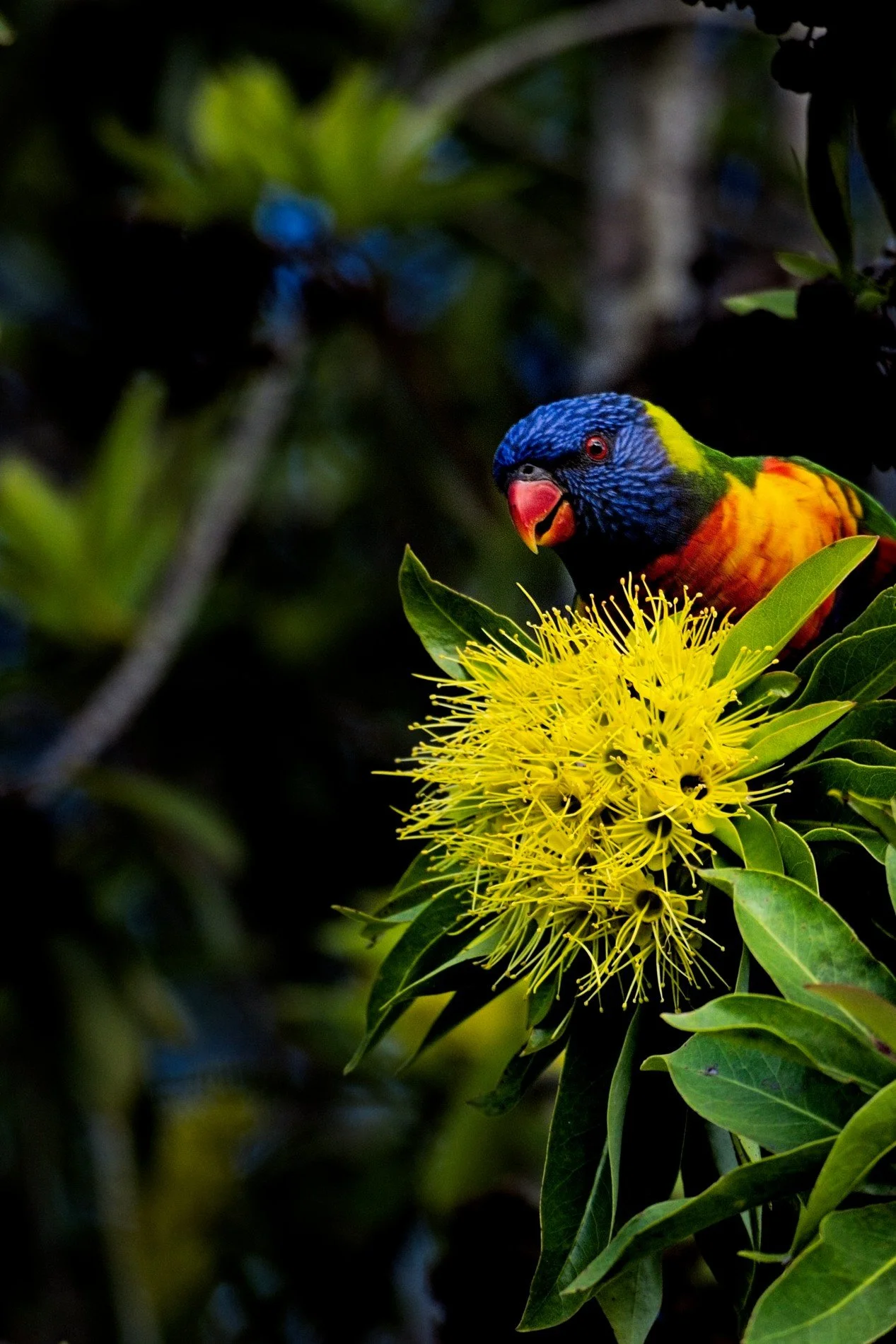 20260426_Hemmant_Lorikeet 004.jpg