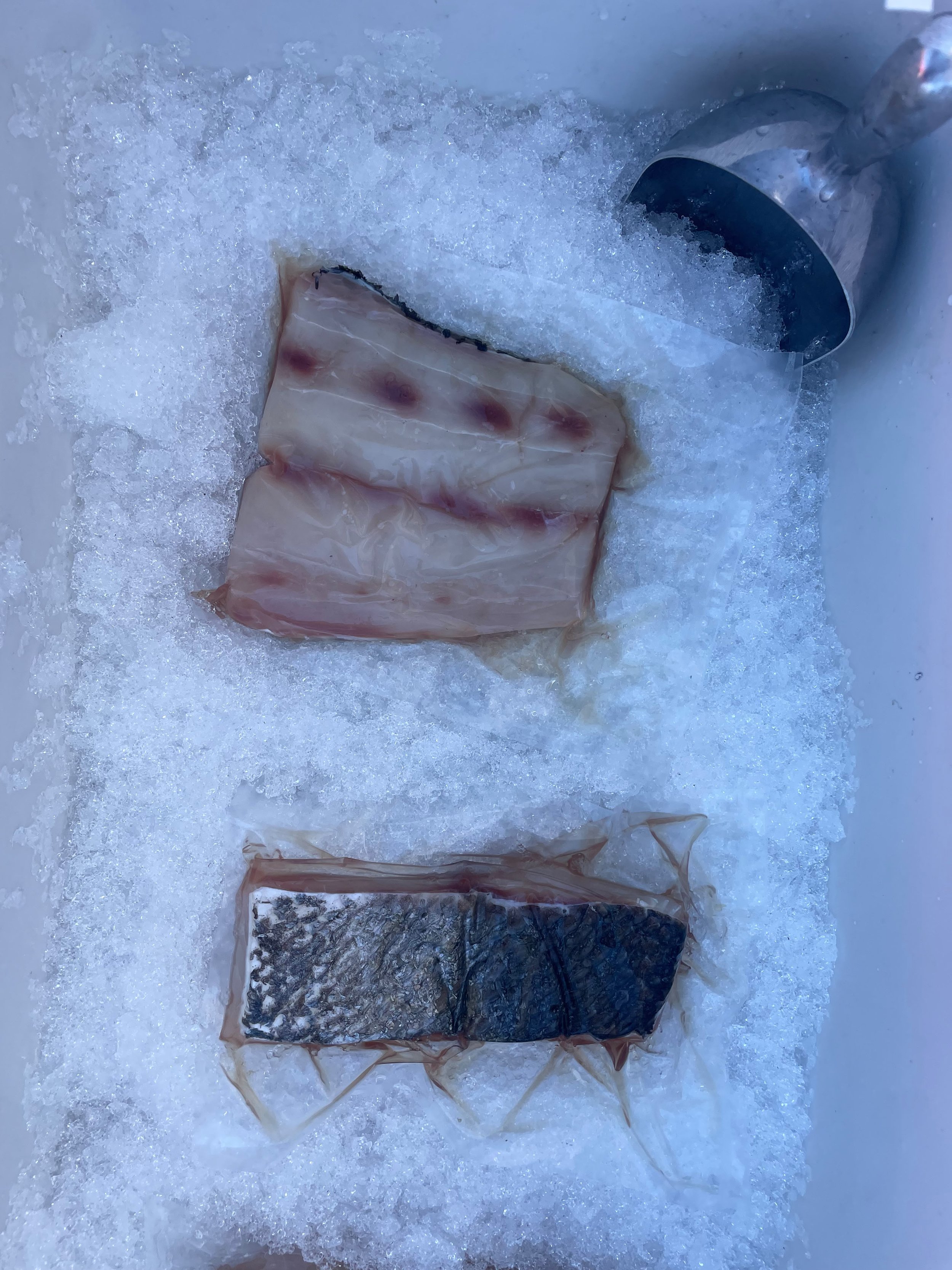 white seabass (1).jpg