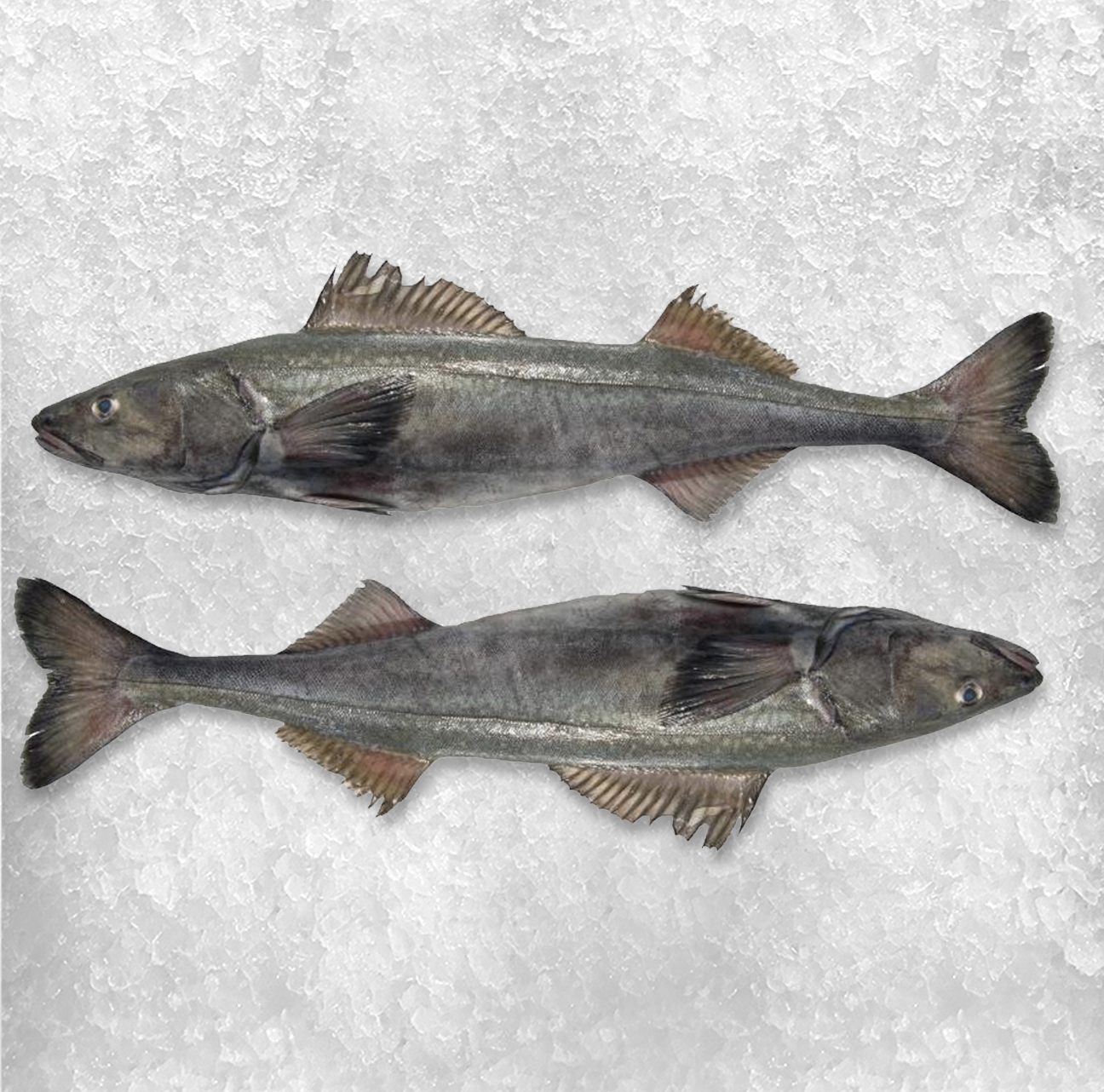 Black cod 2.png
