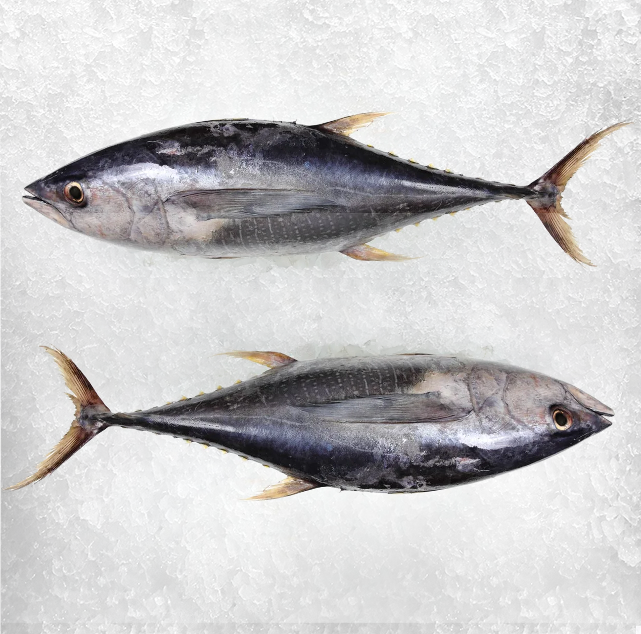 Albacore 2.png
