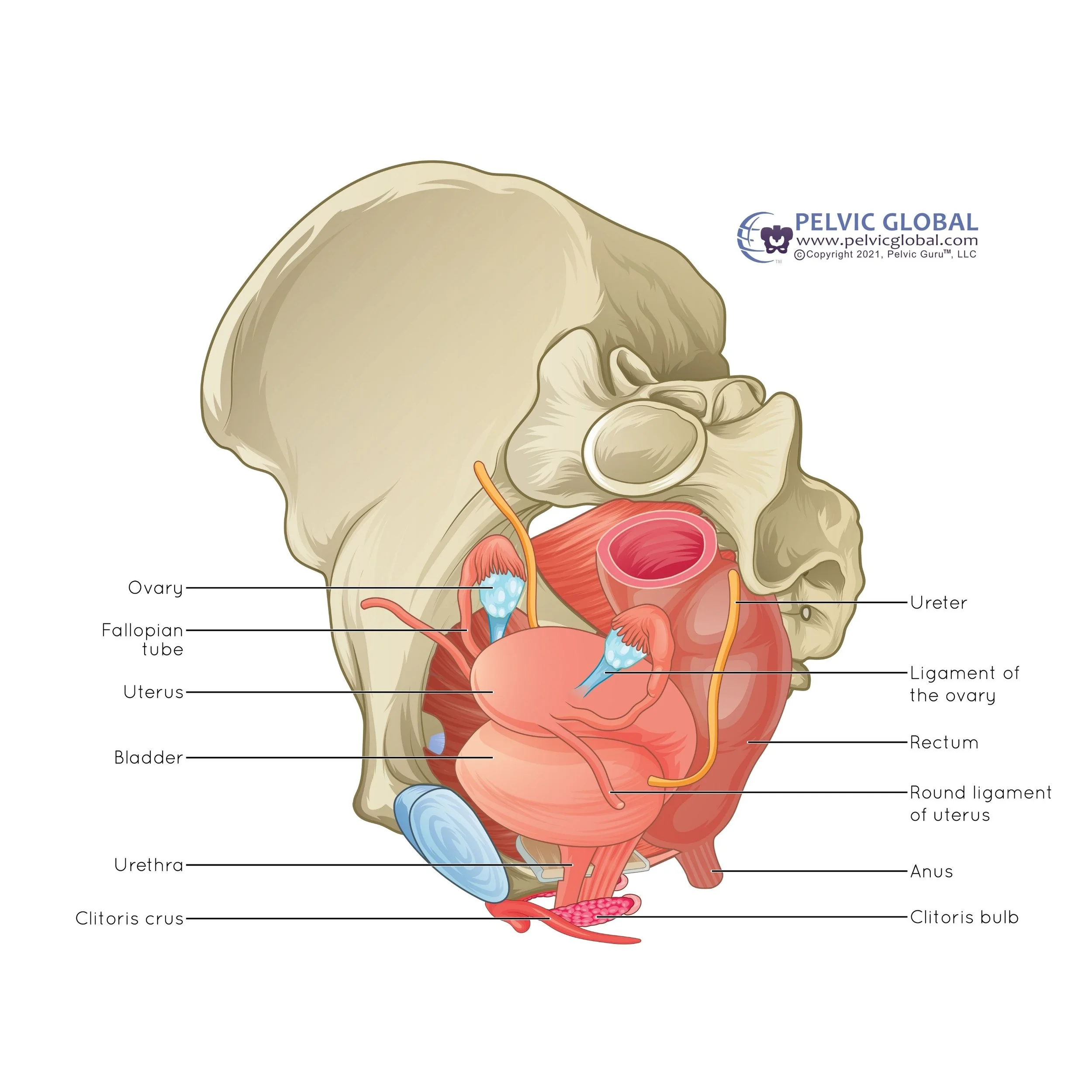 uterus and bladder illustration from pelvic global academy with no signs of endometriosis present in the pelvis, pelvic floor, or pelvic organs