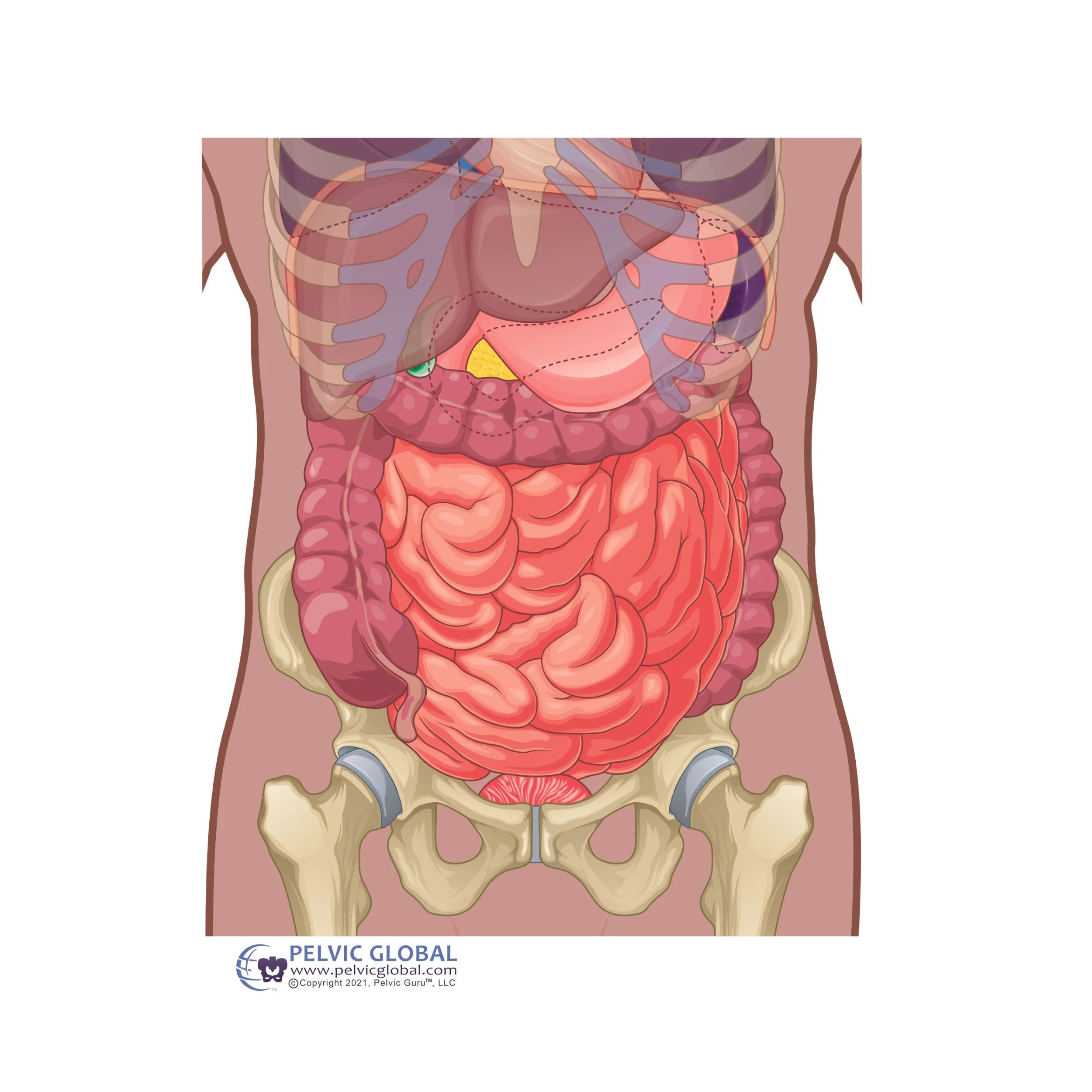 small and large intestines shown on illustration for pelvic health along with other structures aided in visceral mobilization. Abdominal scar tissue can increase constipation.