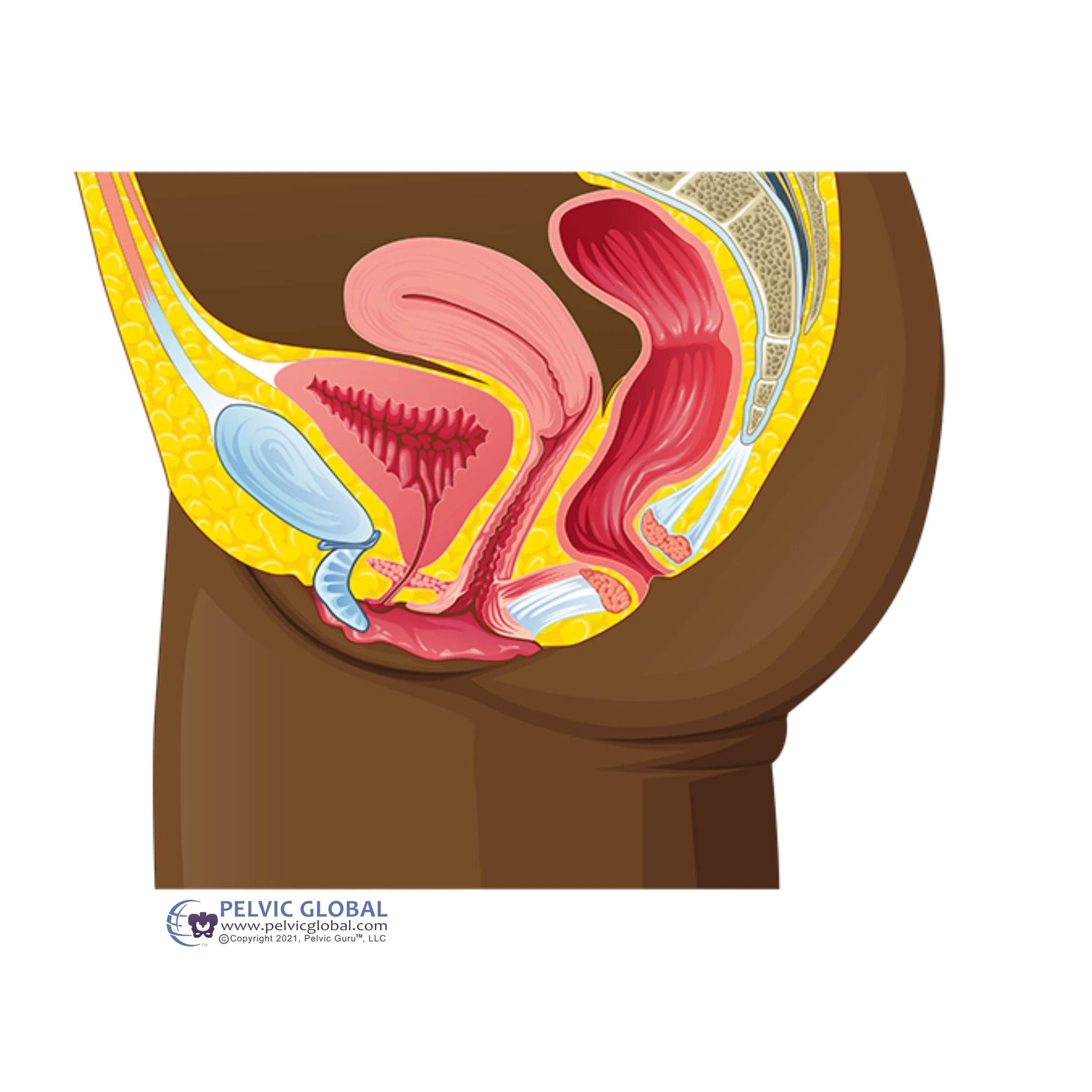 pelvic floor muscles holding the pelvic organs such as the bladder, uterus, and rectum. These muscles control release of stool for bowel movements. hypertonic pelvic floor muscles can increase constipation.