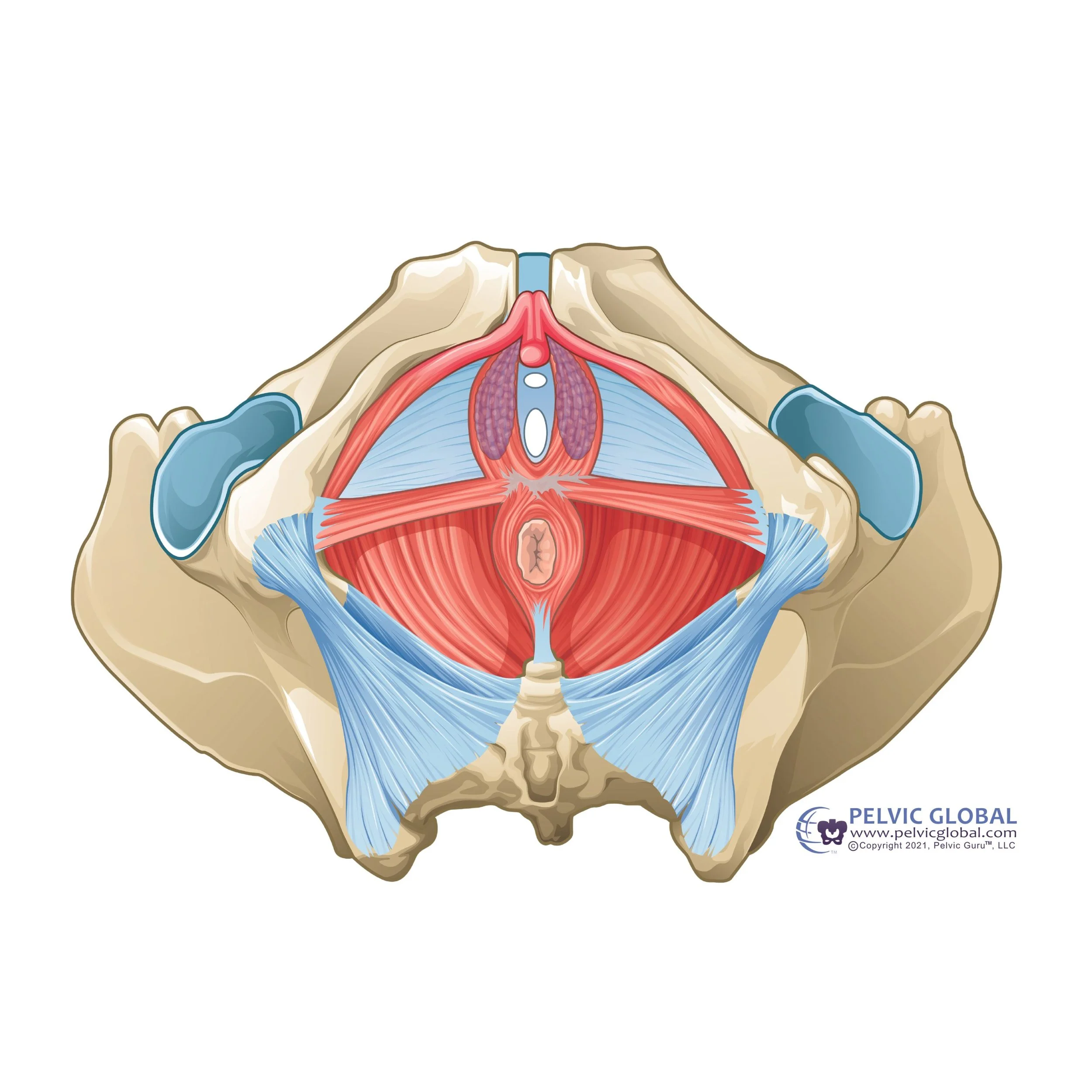 pelvic floor muscle anatomy with bones and muscles, and ligaments for vulvar anatomy or born female pelvis