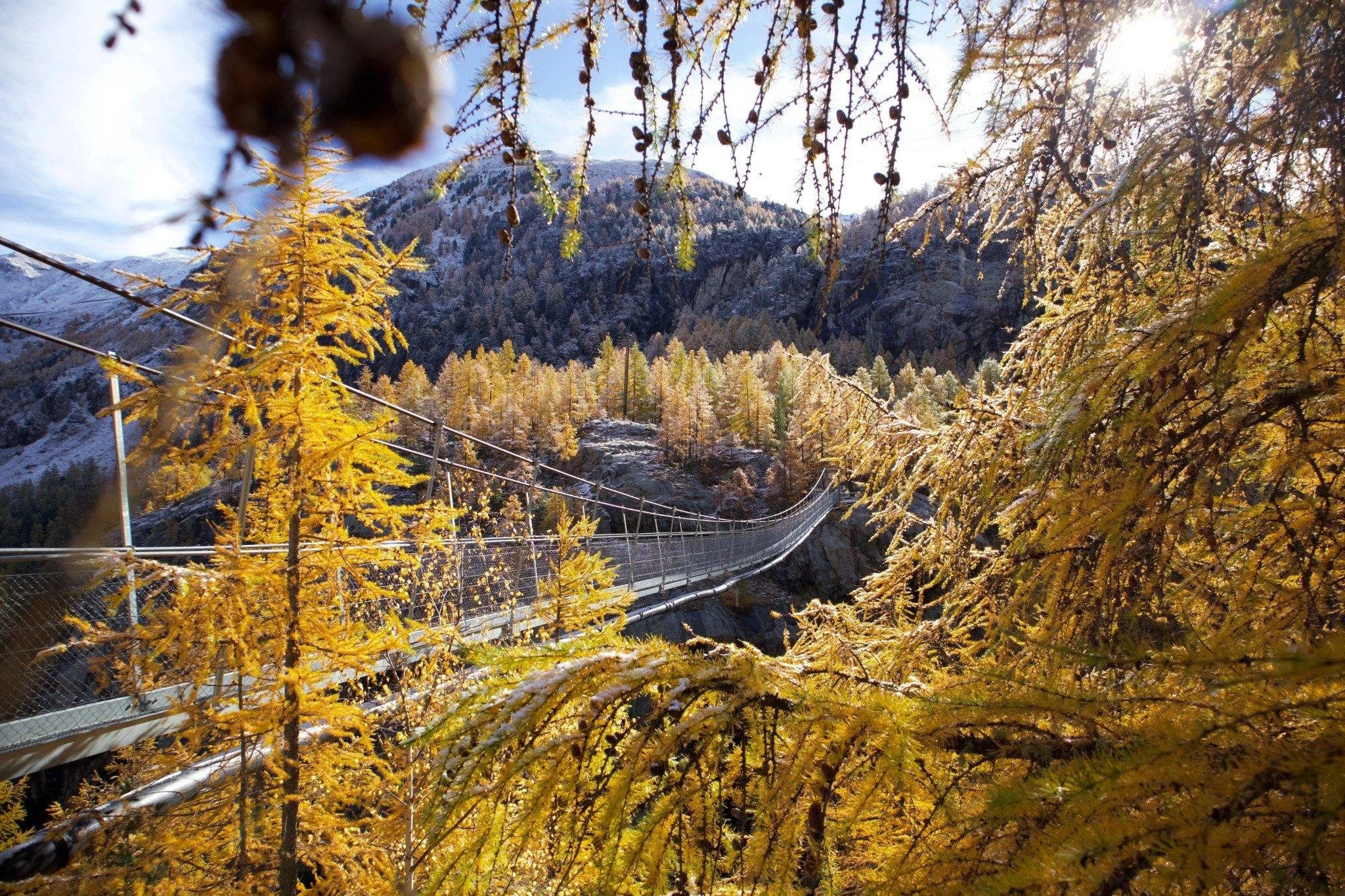 A suspension bridge extends through a forested mountain scene in autumn, with trees showing yellow and orange leaves, and snow-capped mountains in the background under a bright sky.