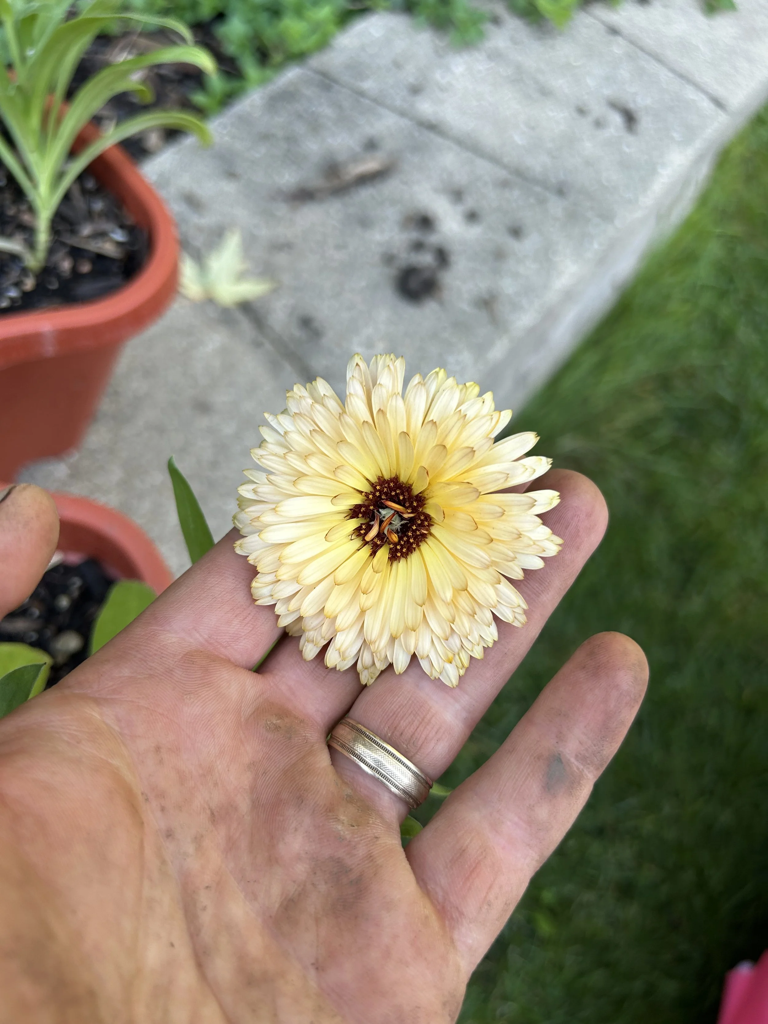Calendula.jpg
