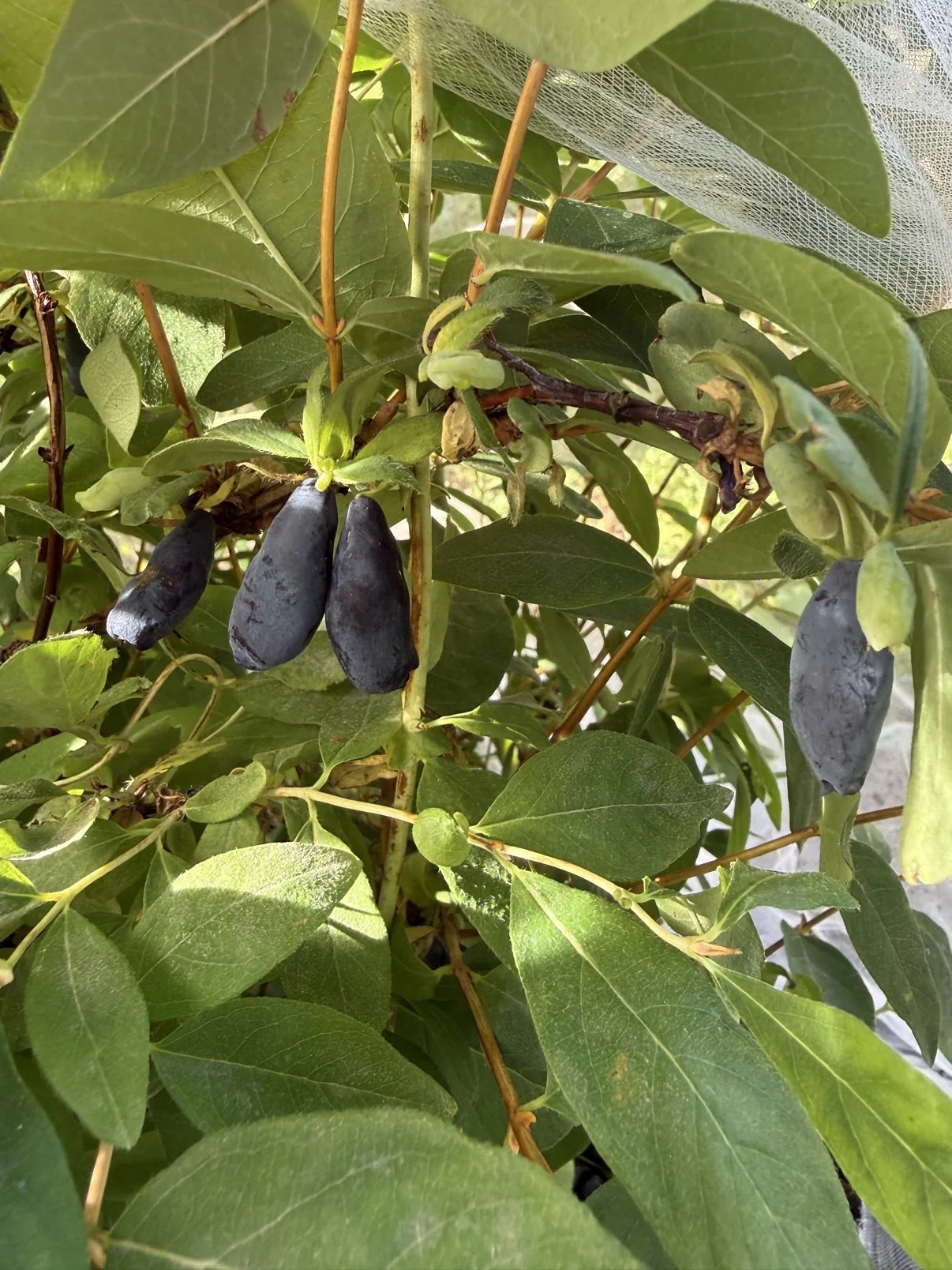 Ripe honeyberries (haskap) hanging on the bush under white netting at Mega Family Farms in Lee County, Illinois.