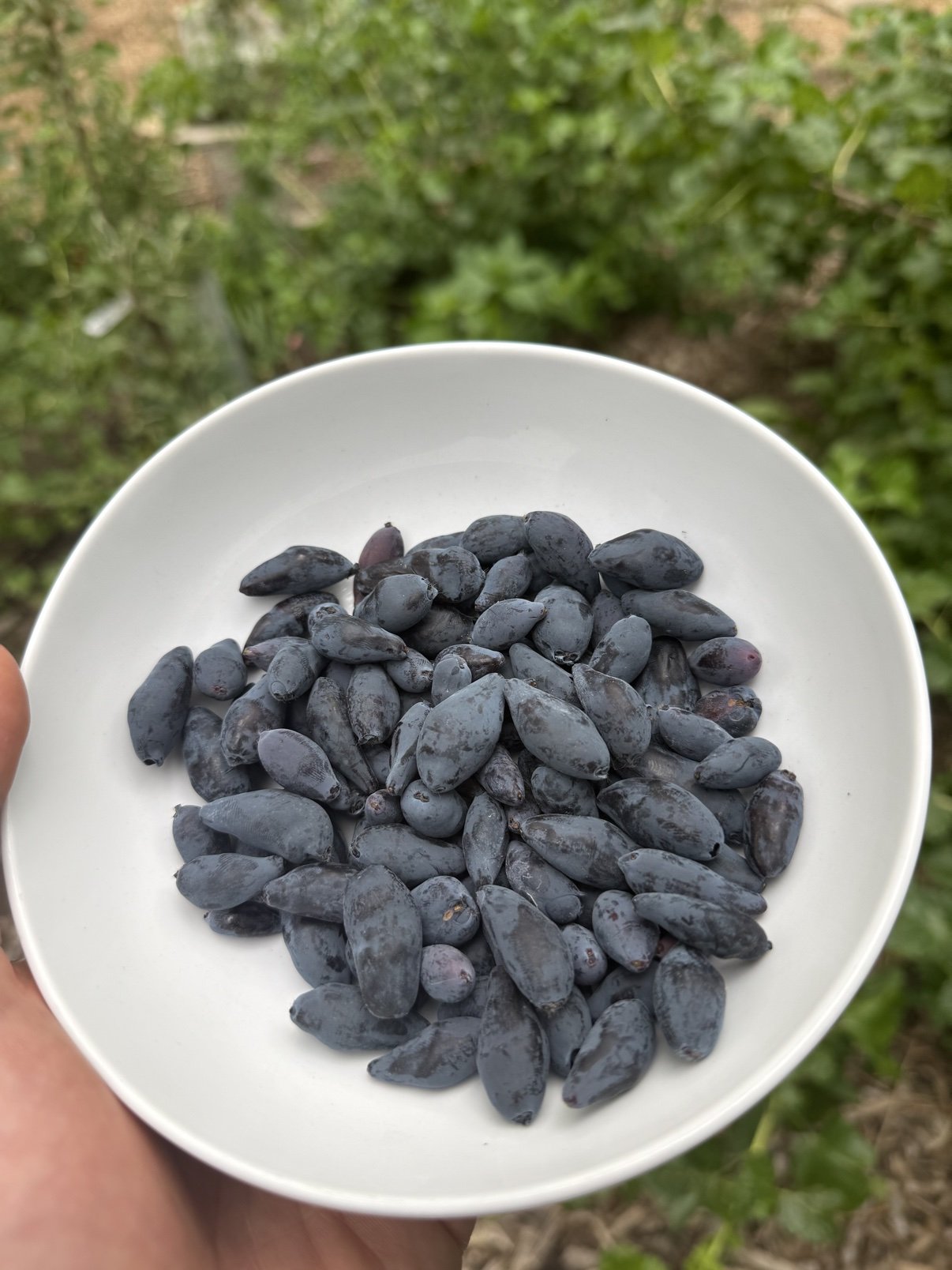A white bowl full of freshly picked honeyberries.