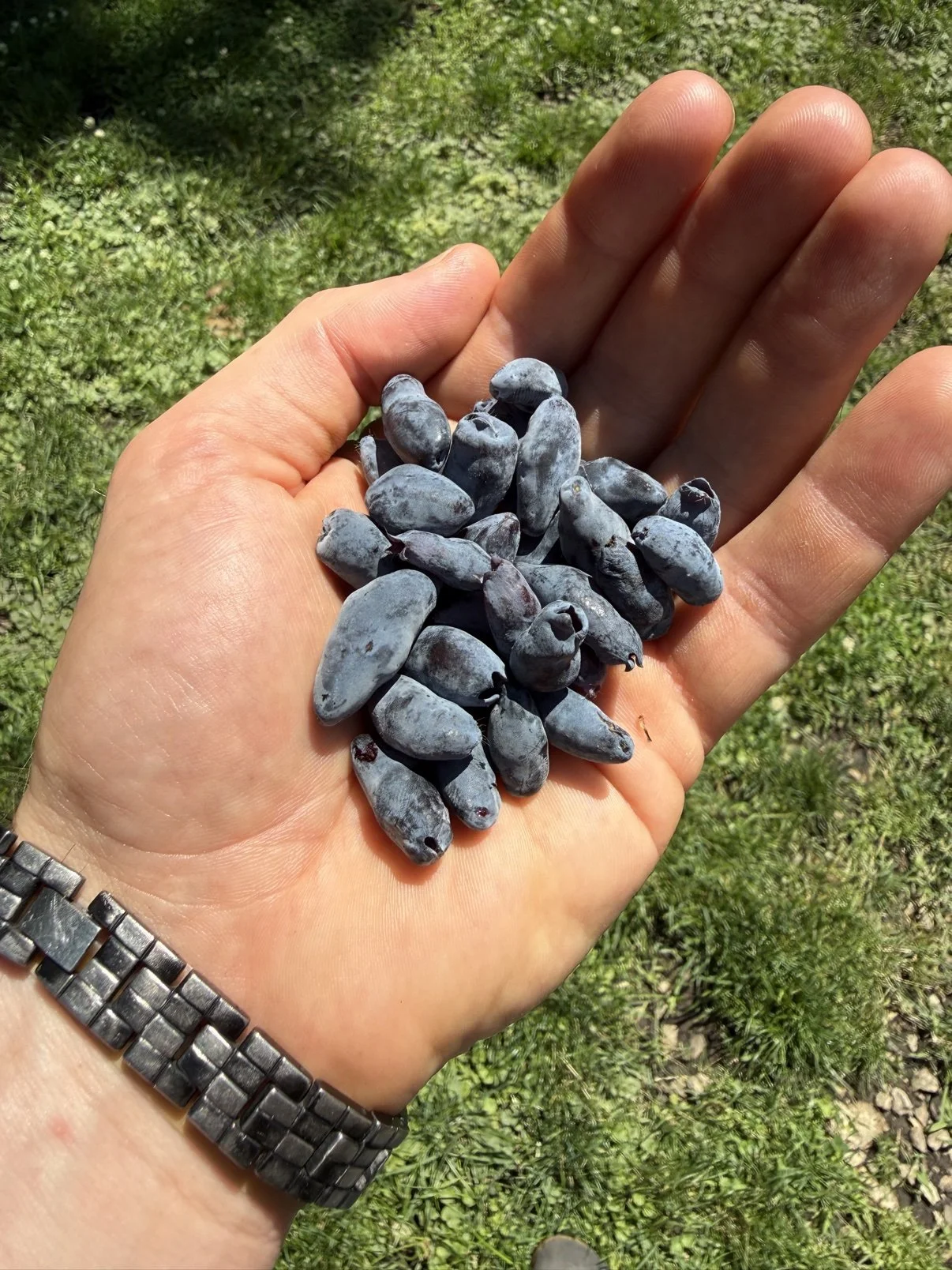 A palm-up handful of freshly picked honeyberries.