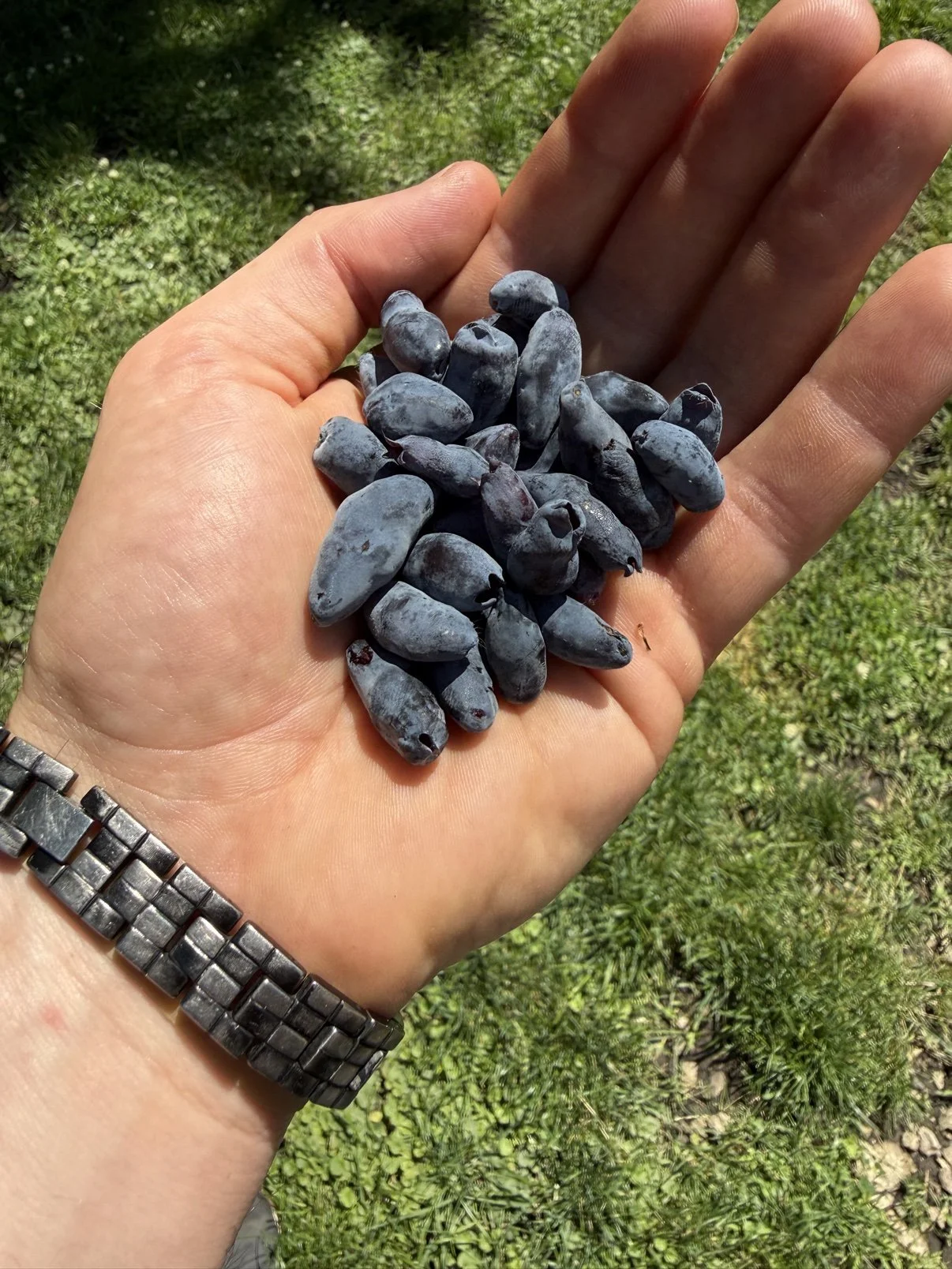 A handful of just-picked honeyberries, close detail.