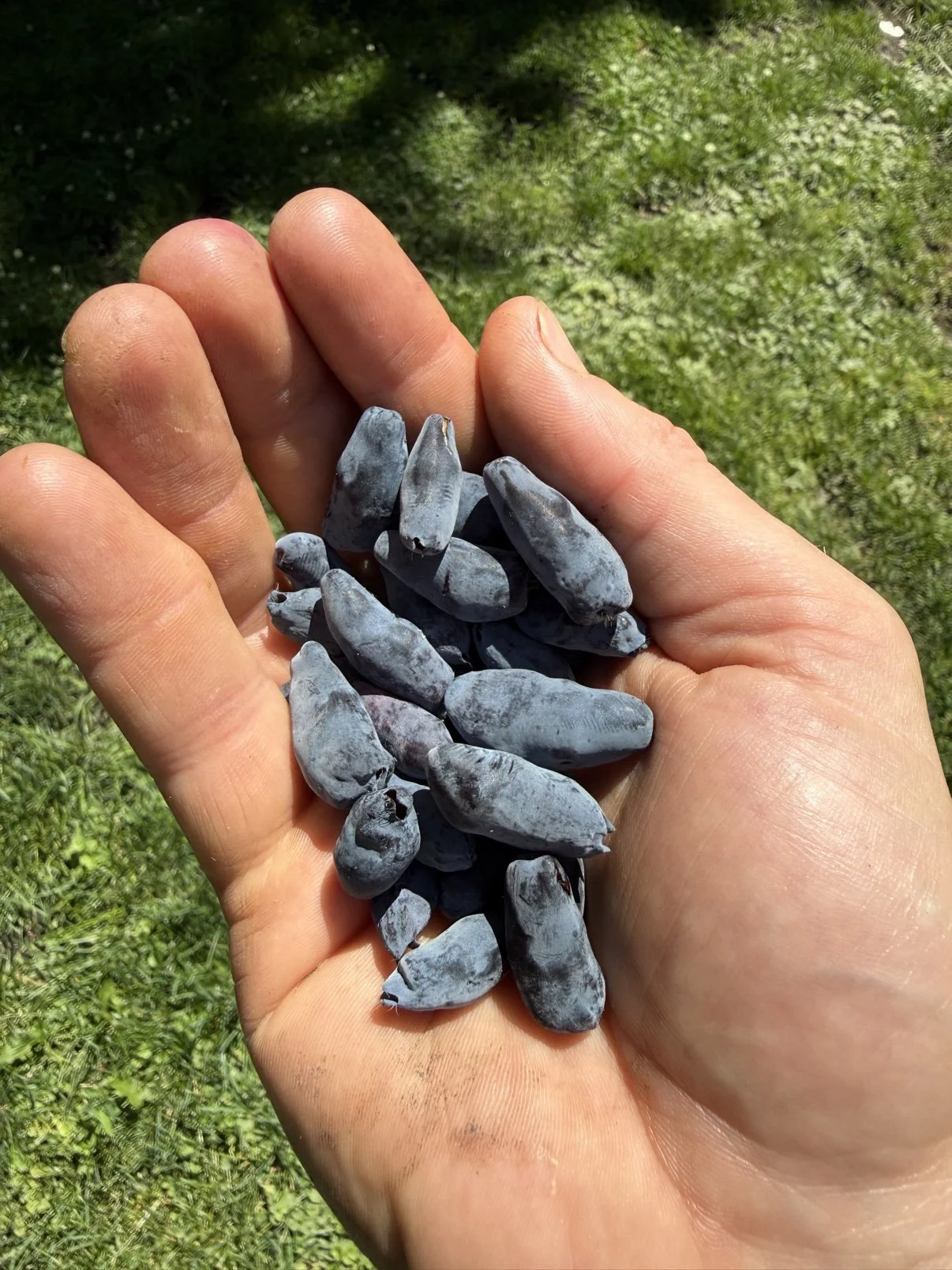 A handful of just-picked honeyberries held over grass.