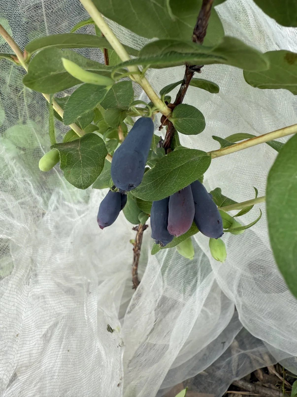 Close-up of ripe honeyberries (haskap) hanging on the bush with white netting behind, at Mega Family Farms in Lee County, Illinois.