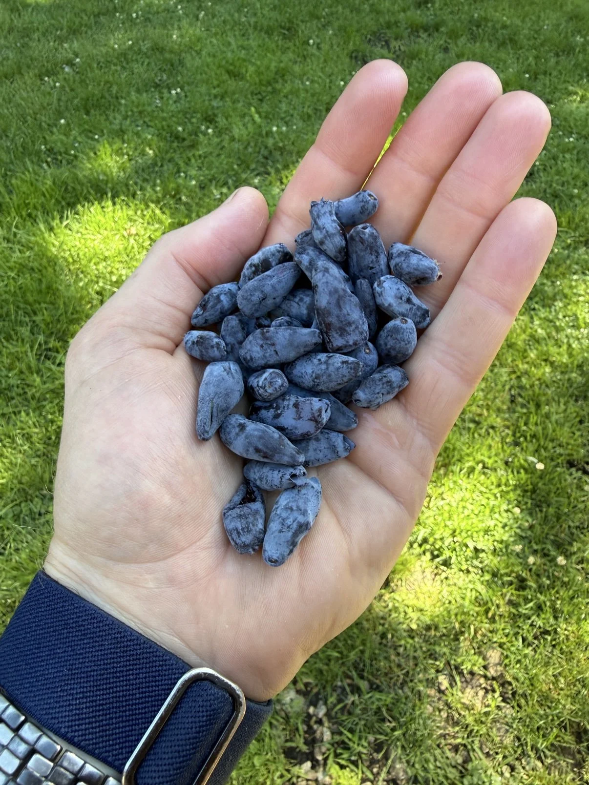A hand holding just-picked honeyberries over bright green grass.
